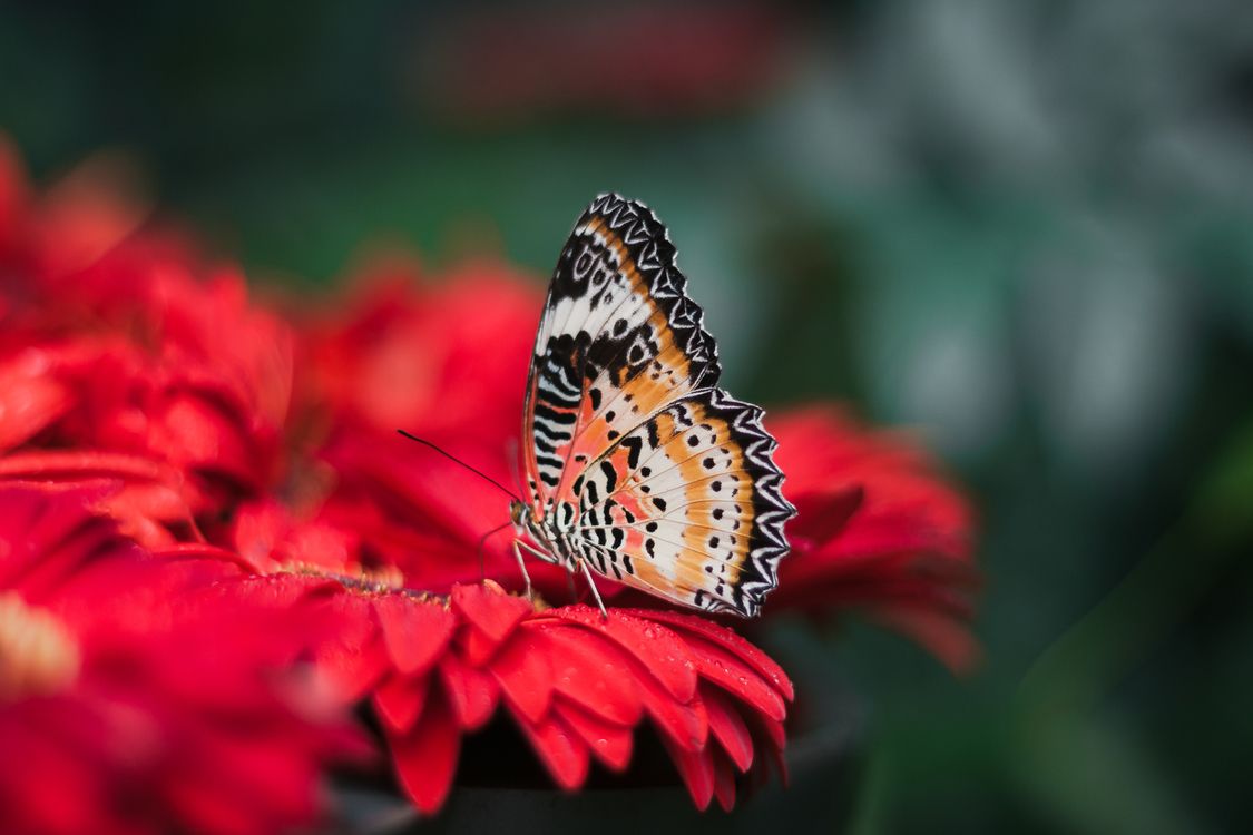 Farfalla su fiori rossi, 1125x750 HD, Desktop