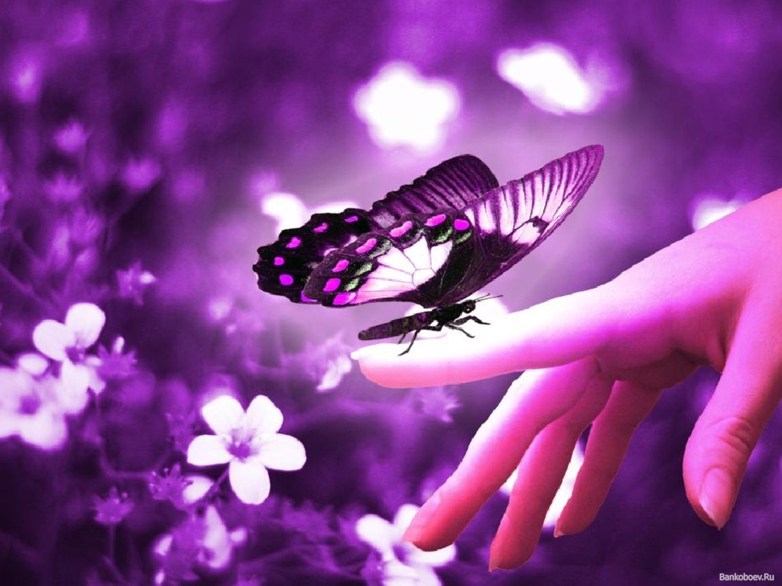 Farfalla viola su mano, 1600x1200 HD Ready, PC Desktop
