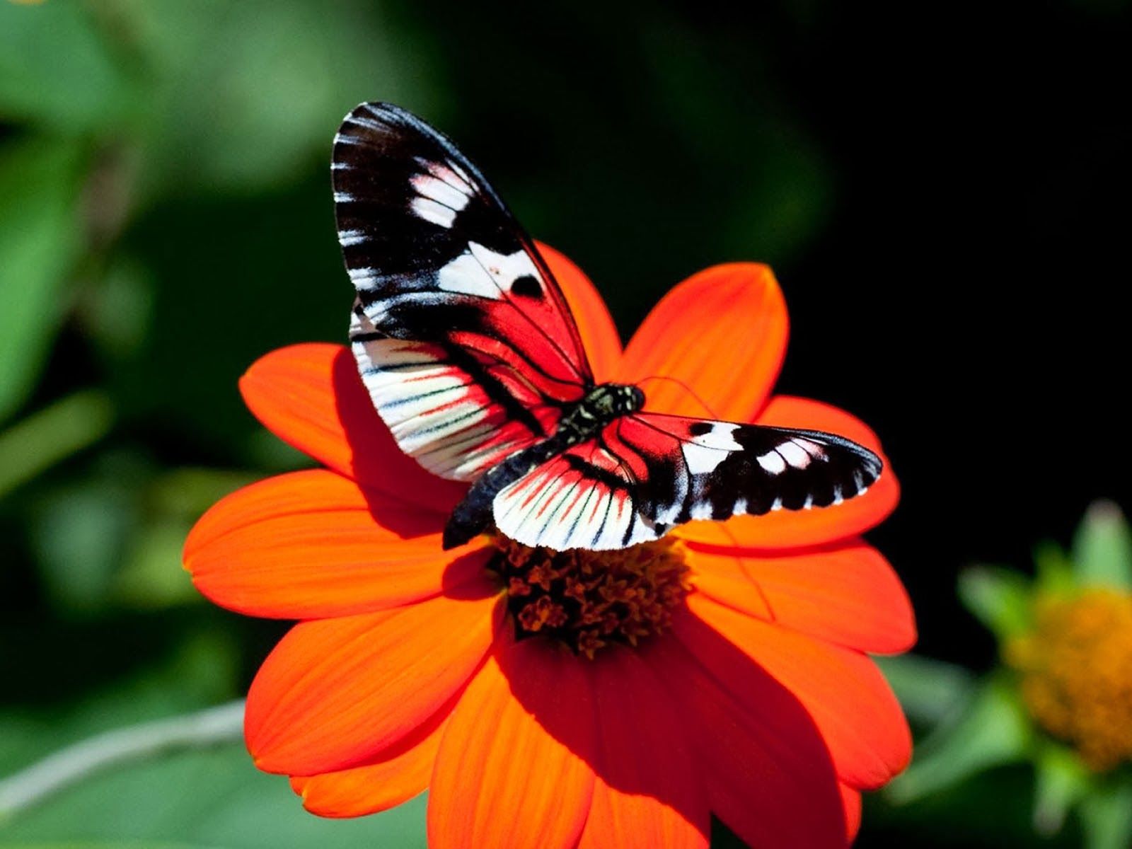 Farfalla nero-bianca su fiore arancione, 1600x1200 HD, Monitor Gaming