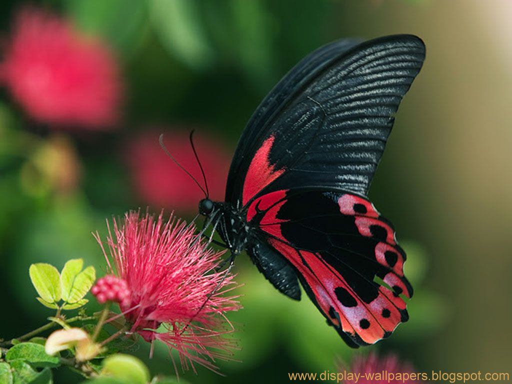 Farfalla nera e rossa su fiore, 1024x768 HD, PC Desktop