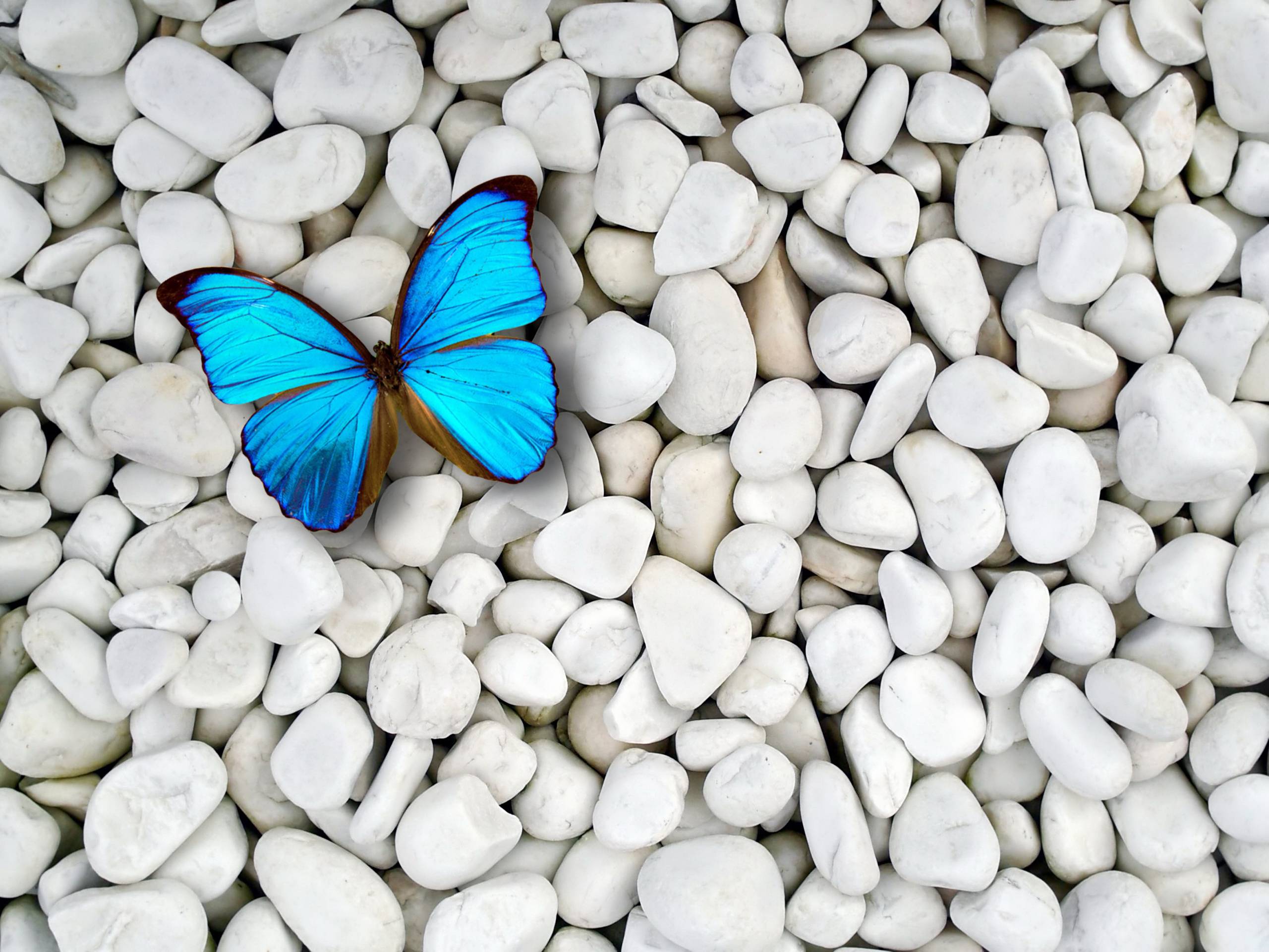 Farfalla blu su sassi bianchi, 2560x1920 2K, PC