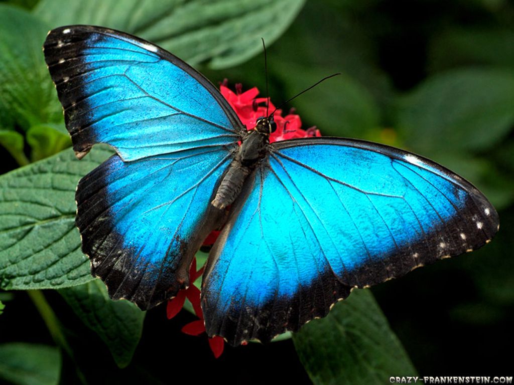 Farfalla blu morpho su fiore, 1024x768 HD, Monitor Gaming