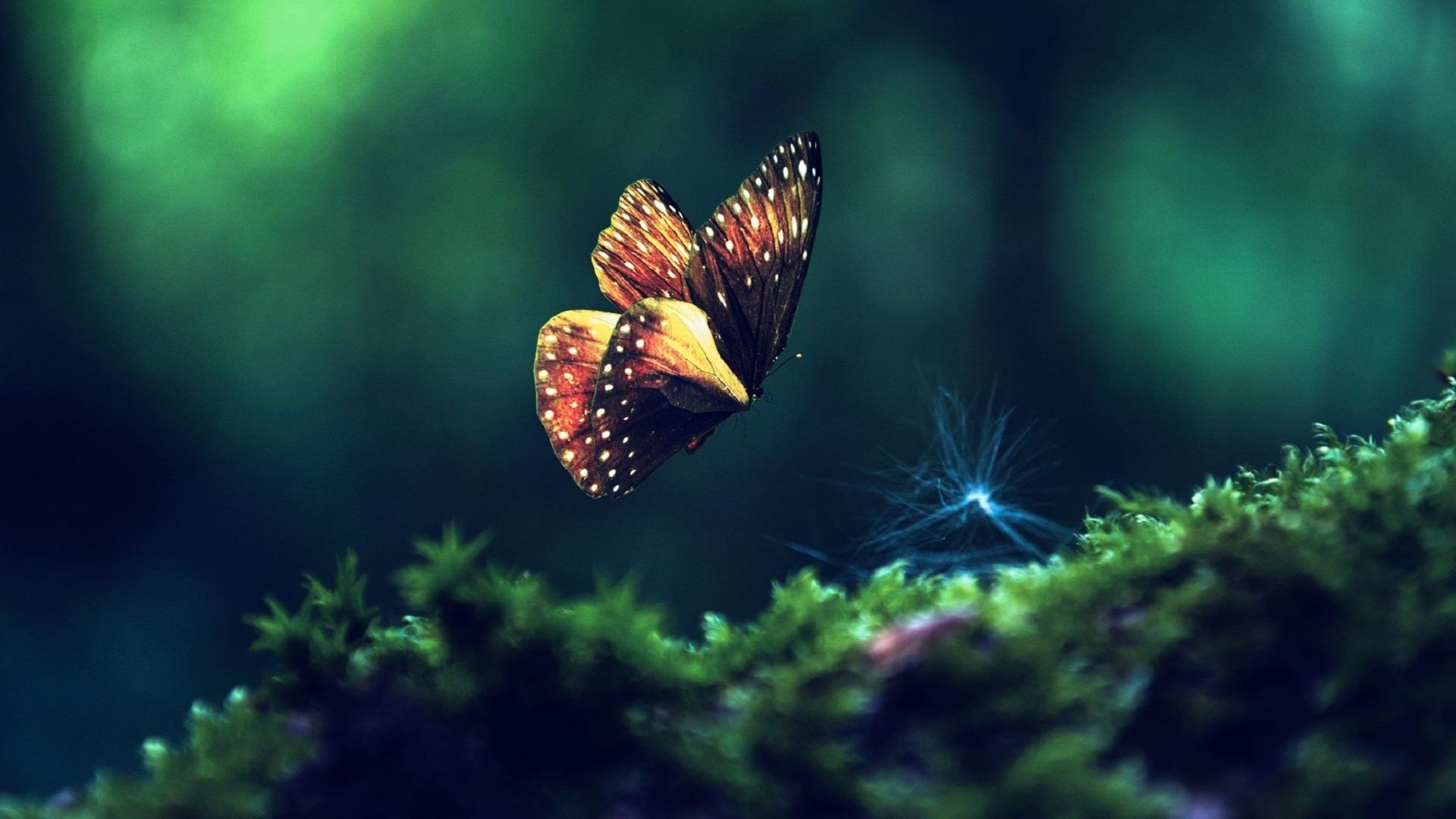Farfalla arancione su muschio verde, 1920x1080 Full HD, PC