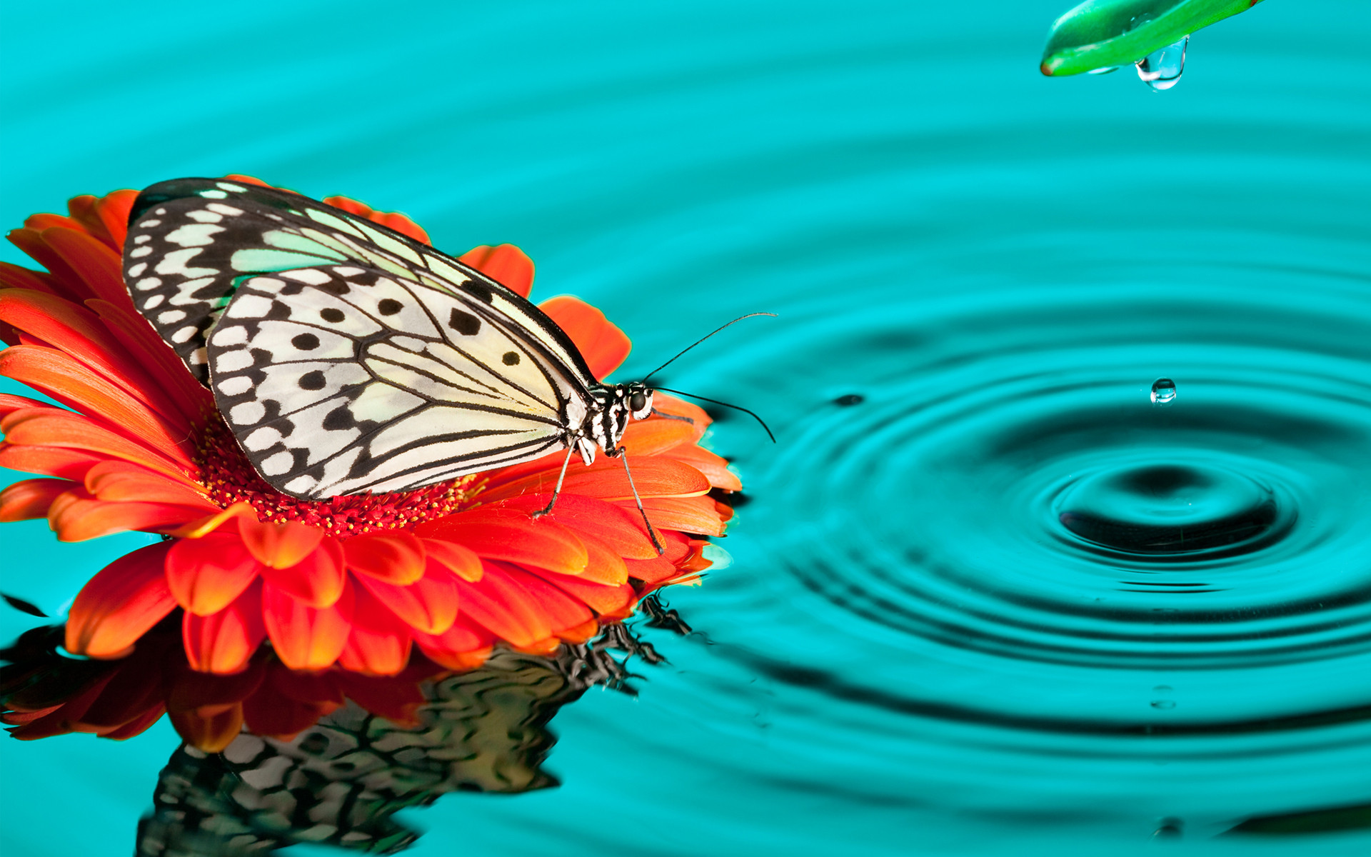 Farfalla bianca su fiore arancione, 1920x1200 Full HD+, PC