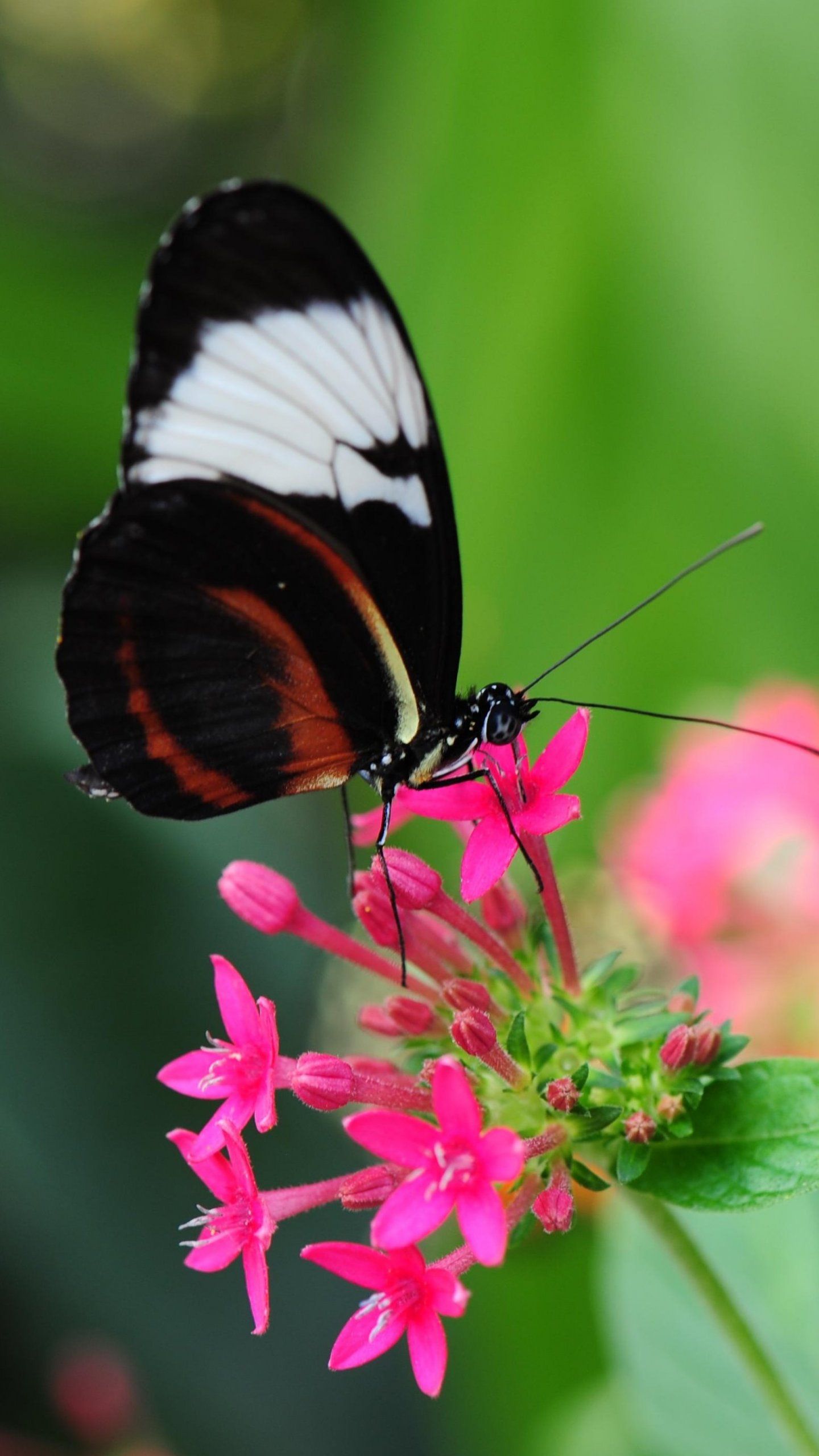 Farfalla nera su fiori rosa, 1440x2560 Full HD Verticale, iPhone