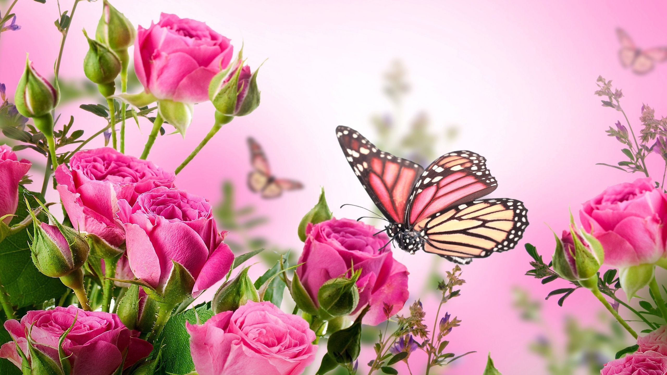 Farfalla arancione e rose rosa, 2560x1440 QHD, PC
