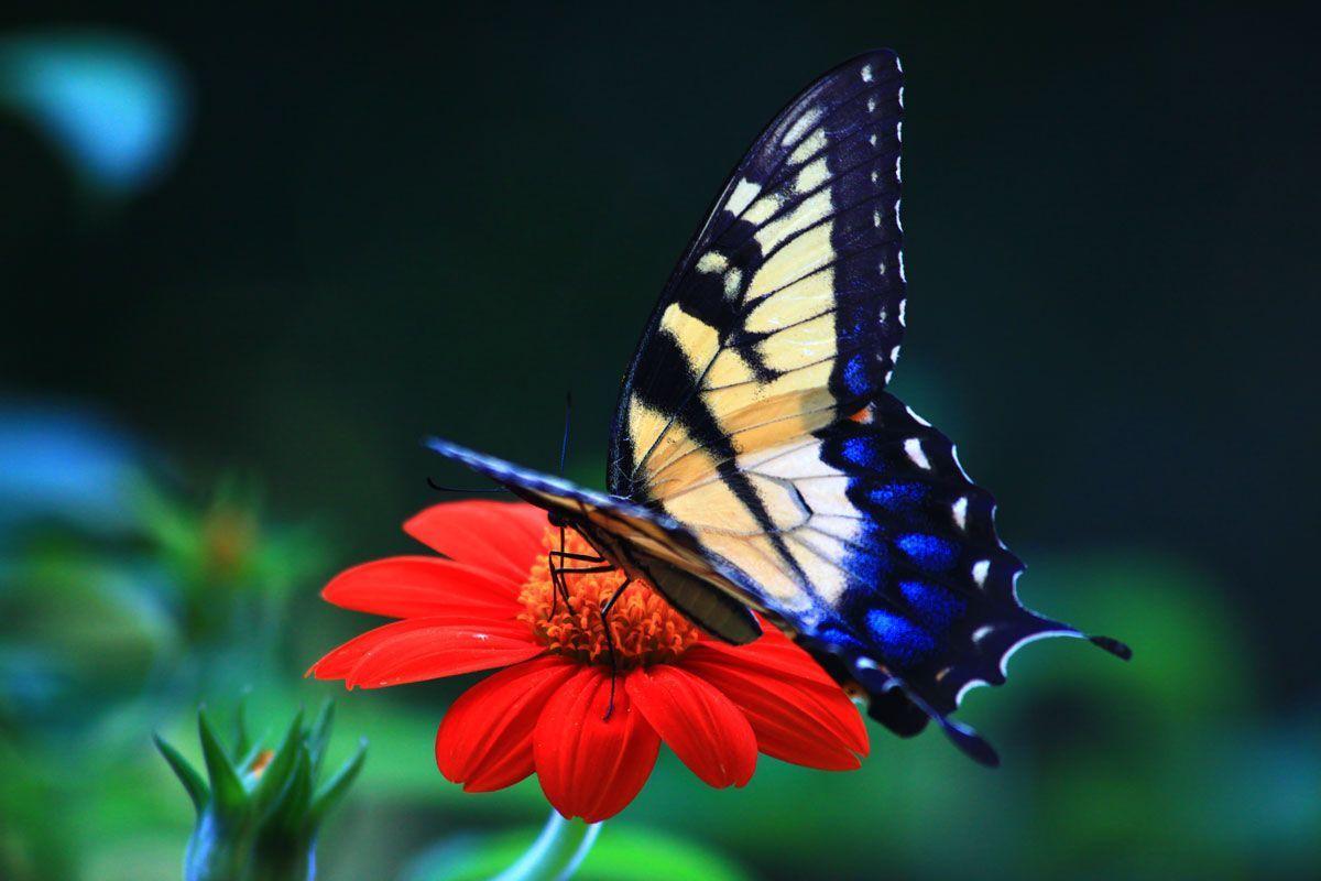 Farfalla coda di rondine su fiore rosso, 1200x800 HD, PC
