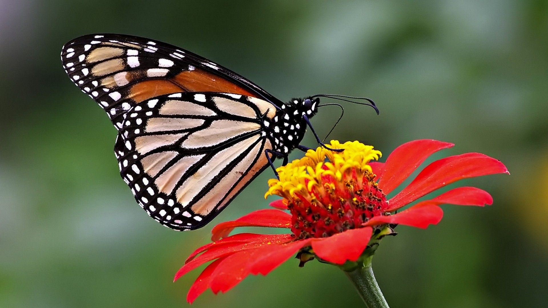 Farfalla monarca su fiore rosso, 1920x1080 1080p, PC Desktop