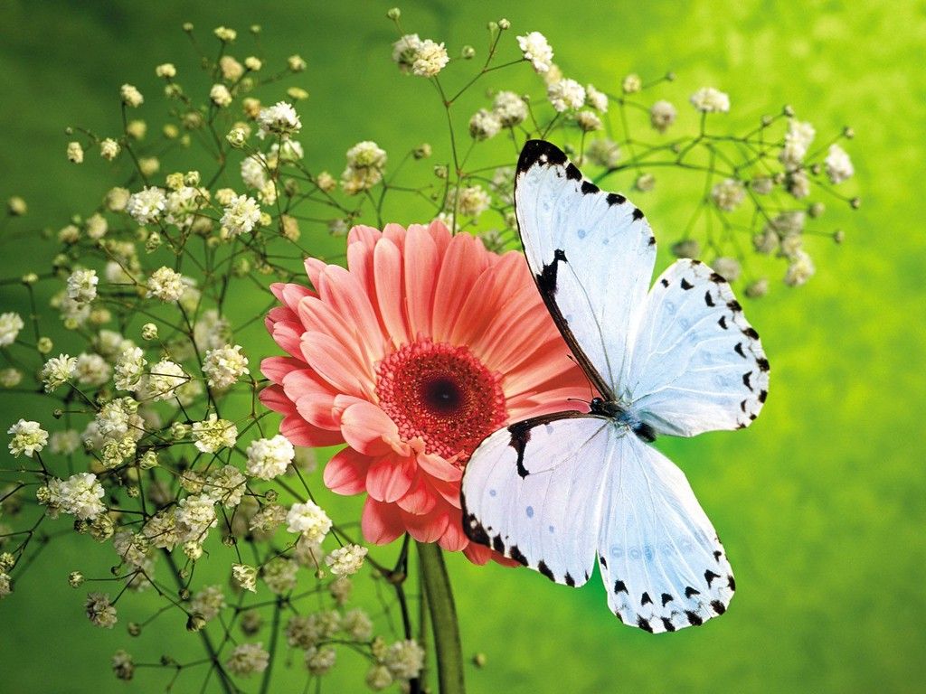 Farfalla bianca su gerbera rosa, 1024x768 HD, Desktop