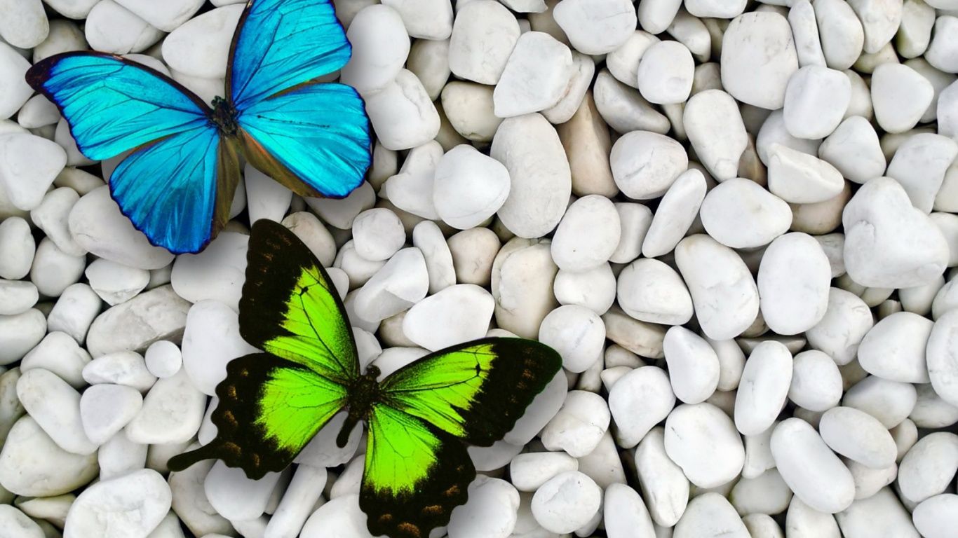 Farfalle blu e verde su ciottoli, 1366x768 HD, PC Desktop
