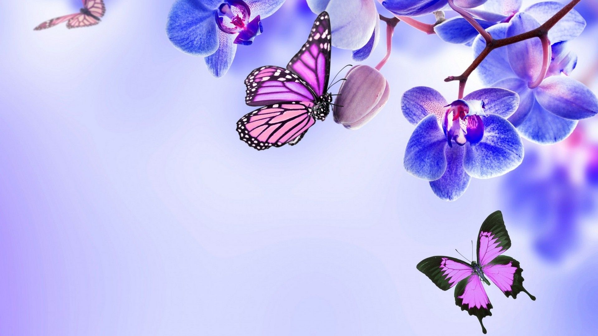 Farfalle viola e orchidee, 1920x1080 Full HD 1080p, Desktop