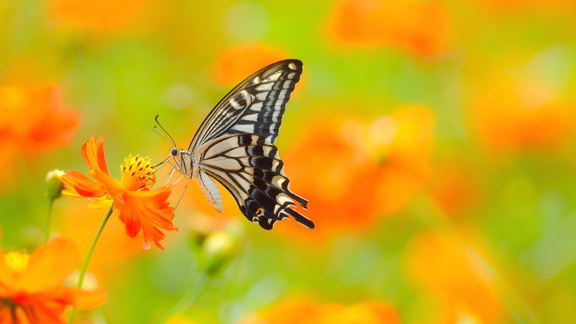 Farfalla su fiore arancione, 1920x1080 1080p, PC