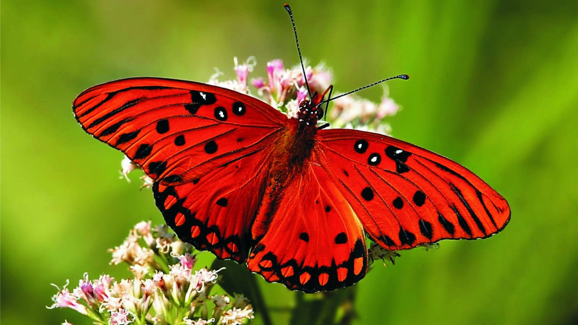 Farfalla rossa su fiori, 1920x1080 Full HD 1080p, Desktop