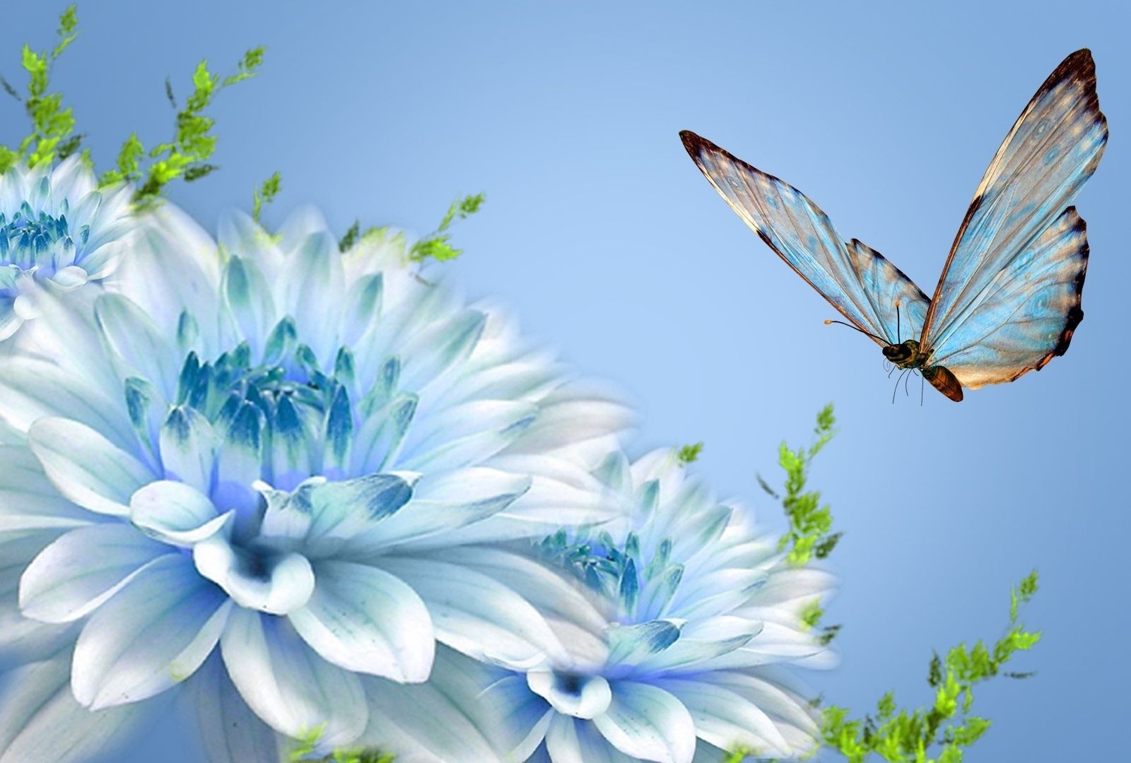 Farfalla blu e fiori bianchi, 1600x1080 900p, Desktop