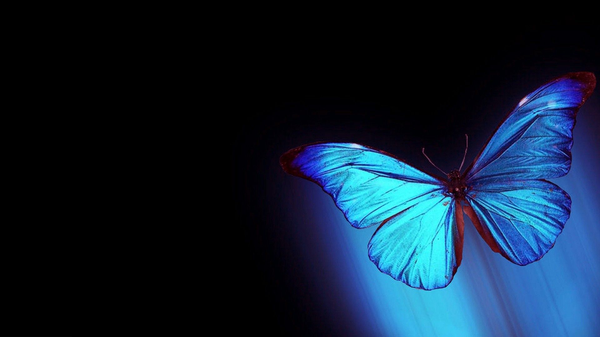 Farfalla blu su nero, 1920x1080 Full HD, Desktop