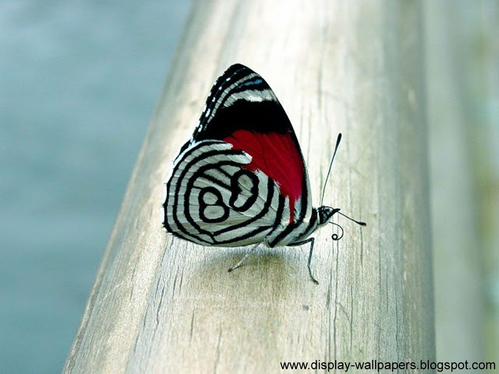 Farfalla bianca e rossa su legno, 1024x768 HD, PC Desktop