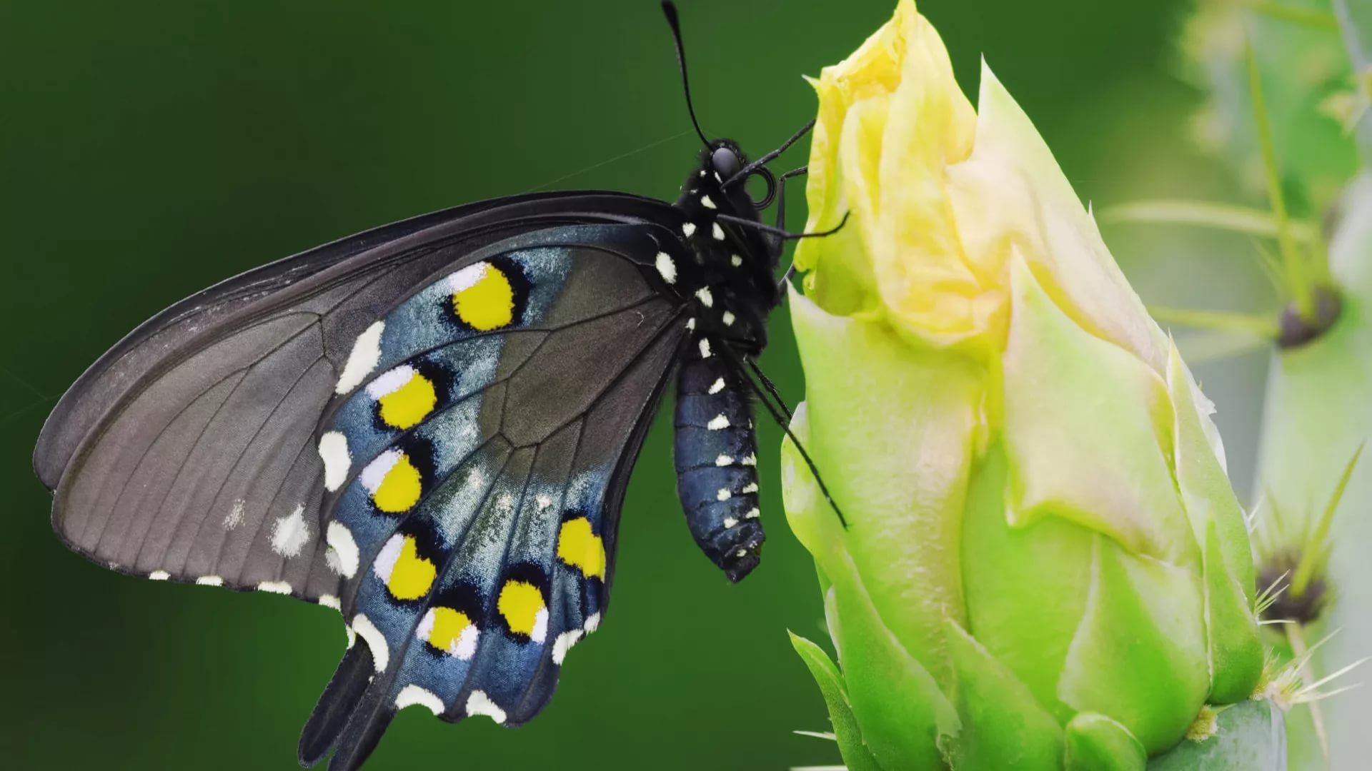 Farfalla nera su bocciolo giallo, 1920x1080 Full HD 1080p, PC