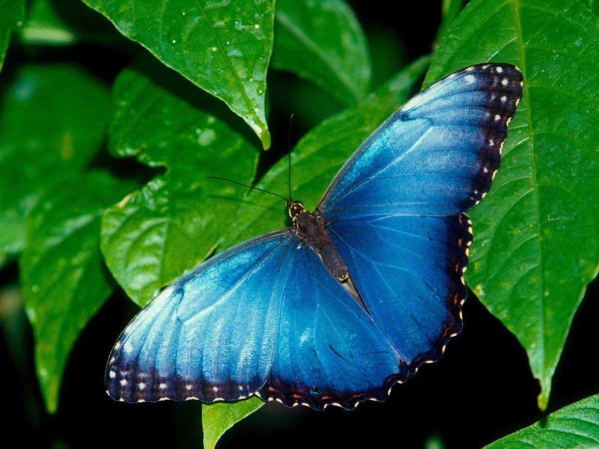 Farfalla blu morpho su foglie, 1200x900 HD, Desktop