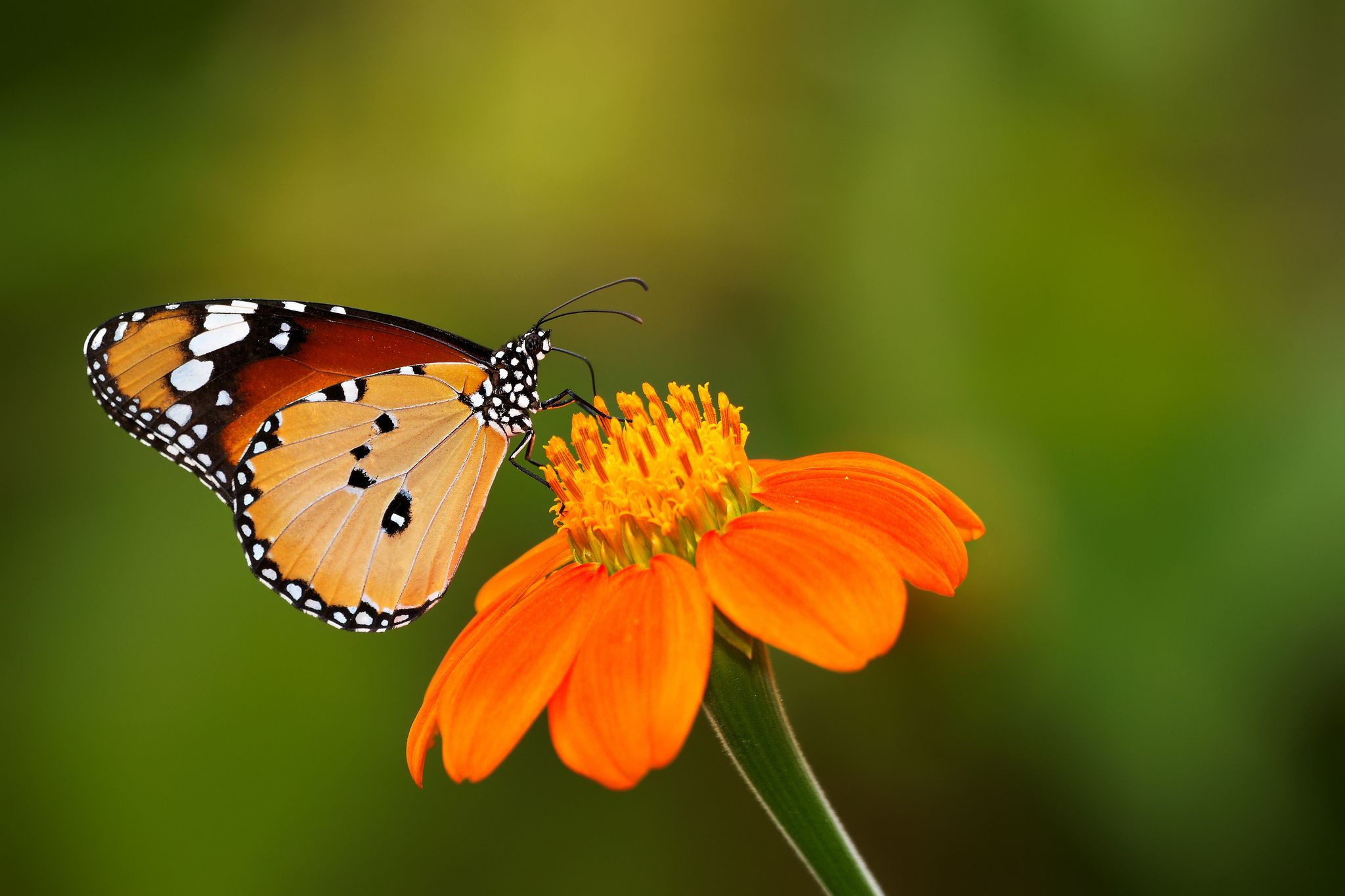 Farfalla arancione su fiore, 2048x1365 2K, PC Desktop