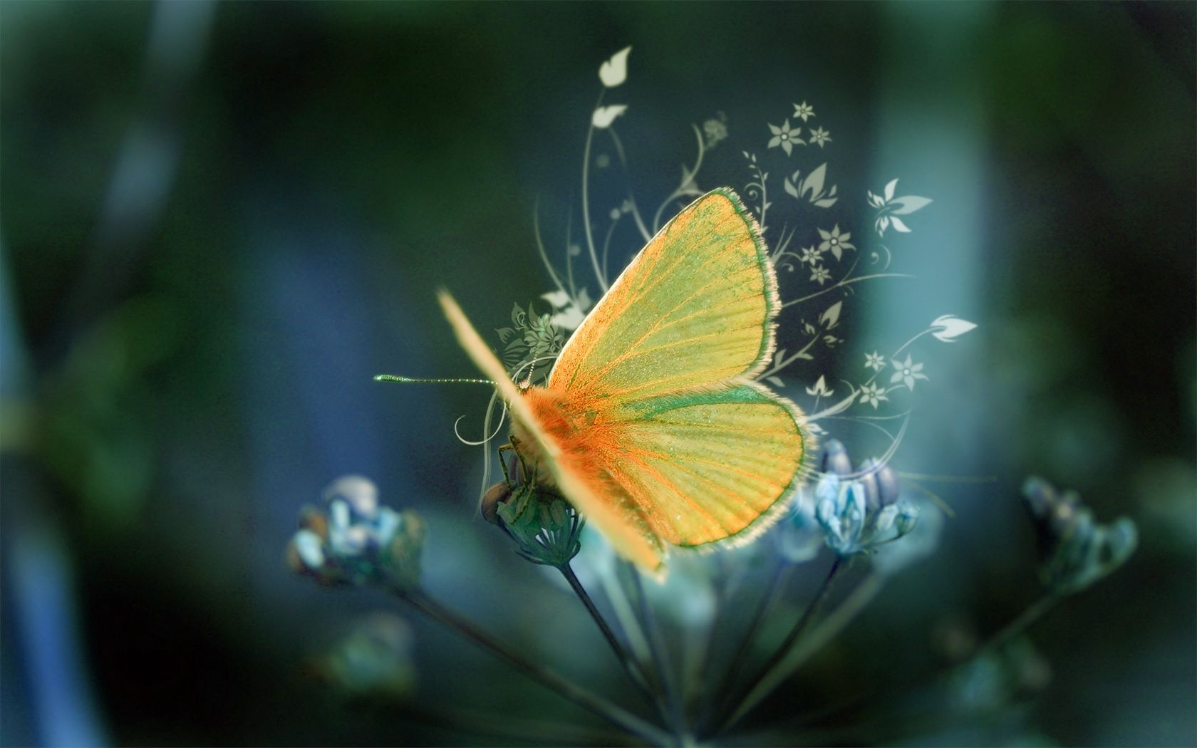 Farfalla arancione su fiore, 1680x1050 900p, Monitor Gaming