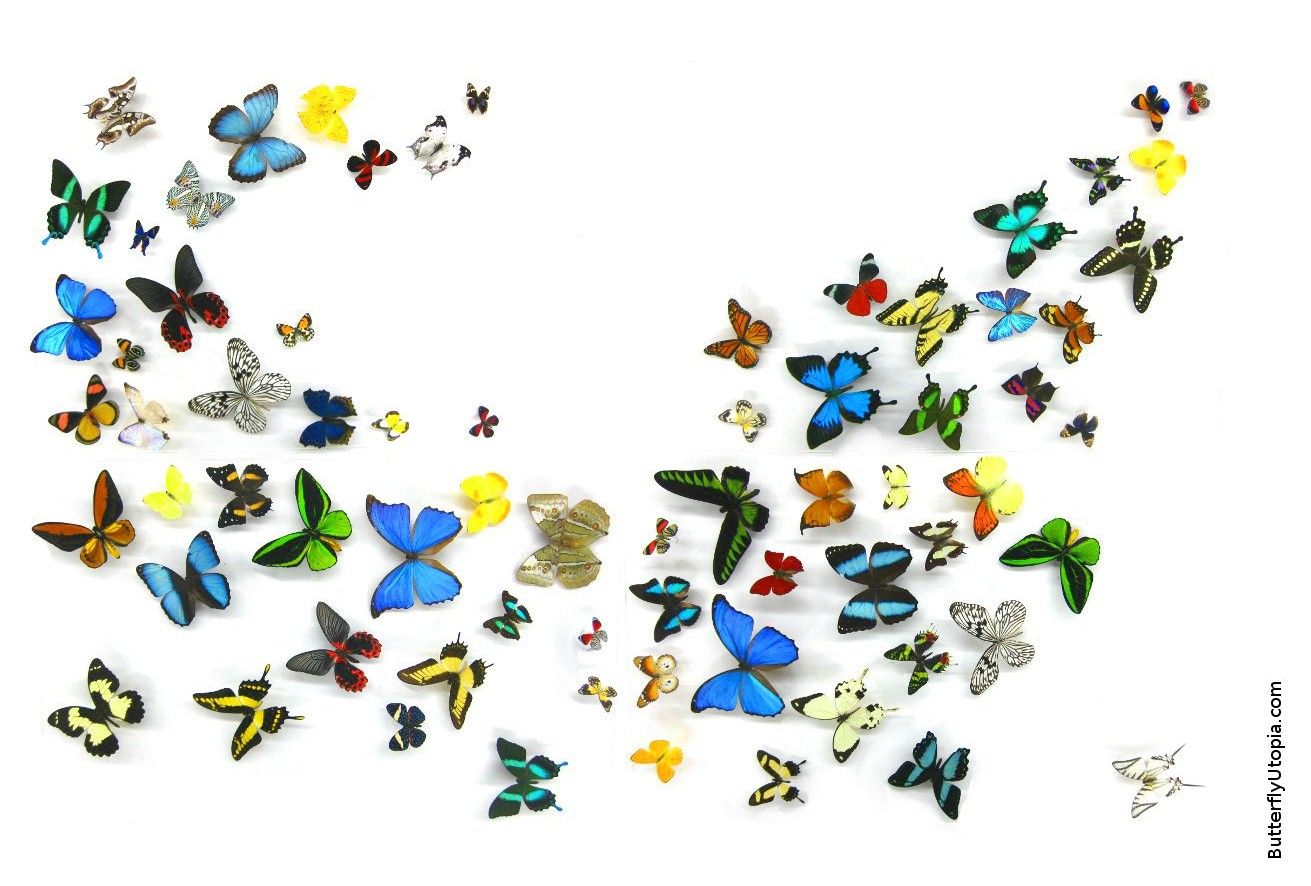 Farfalle colorate su sfondo bianco, 1311x886 HD, PC Desktop