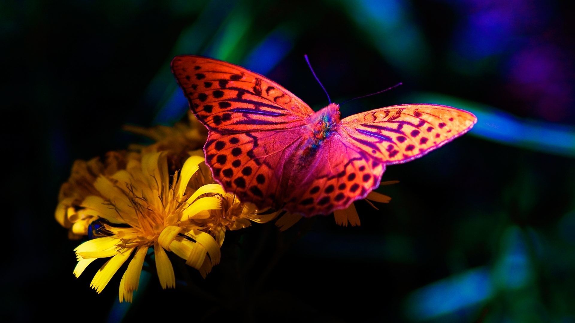 Farfalla arancione su fiore giallo, 1920x1080 Full HD, PC