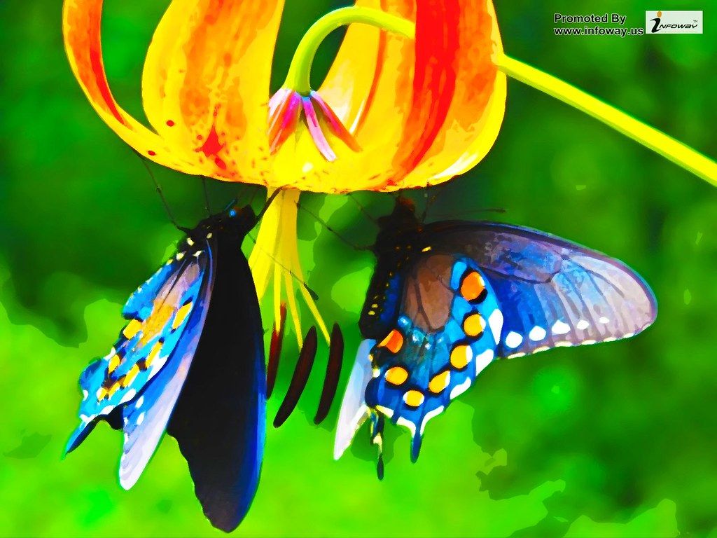 Farfalle blu su fiore arancione, 1024x768 HD, PC
