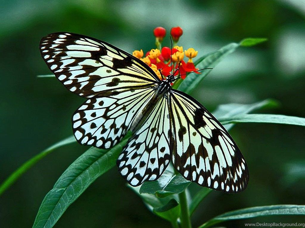Farfalla bianca e nera su fiore, 1024x768 HD, Desktop