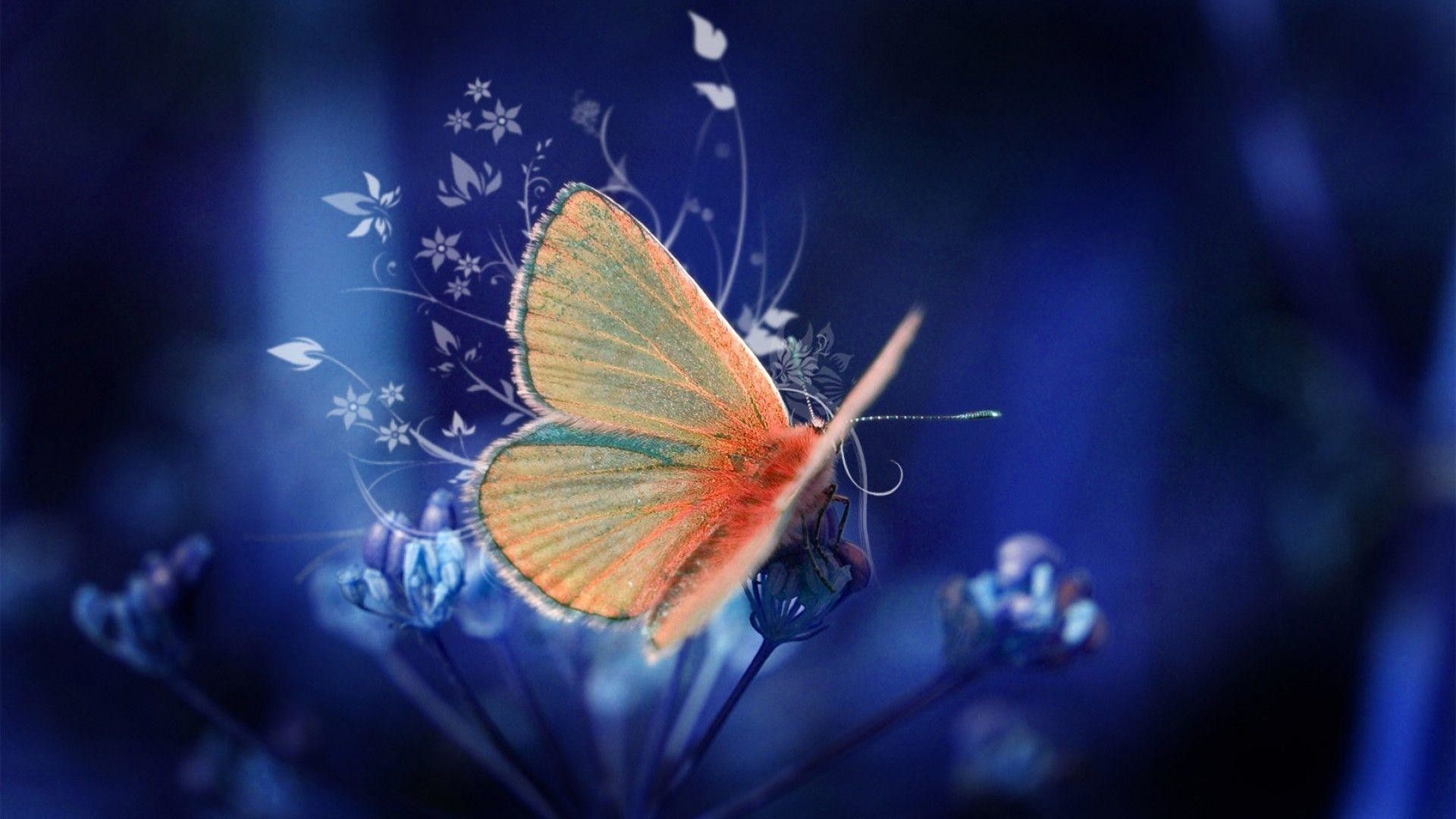 Farfalla arancione su fiori blu, 1920x1080 Full HD 1080p, Desktop