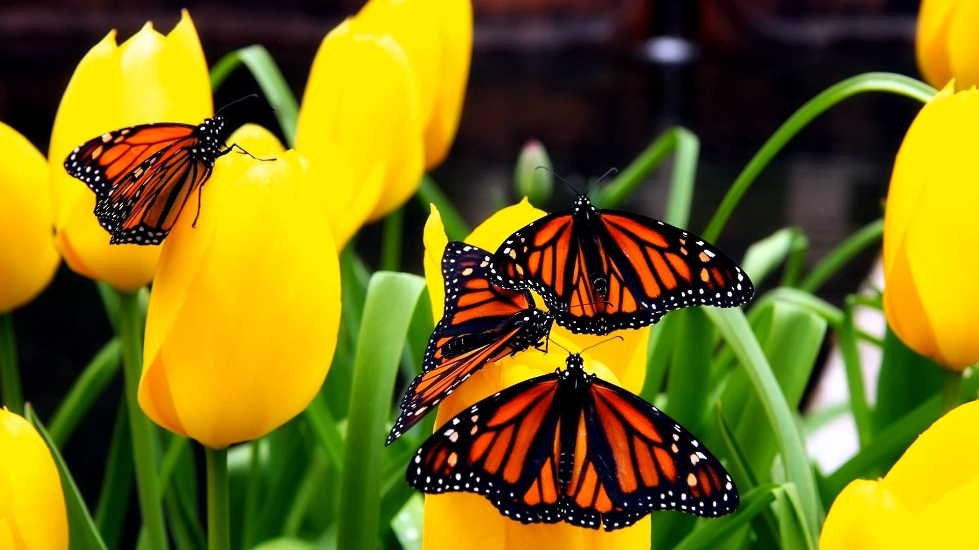 Farfalle monarca su tulipani gialli, 1920x1080 Full HD 1080p, Monitor Gaming