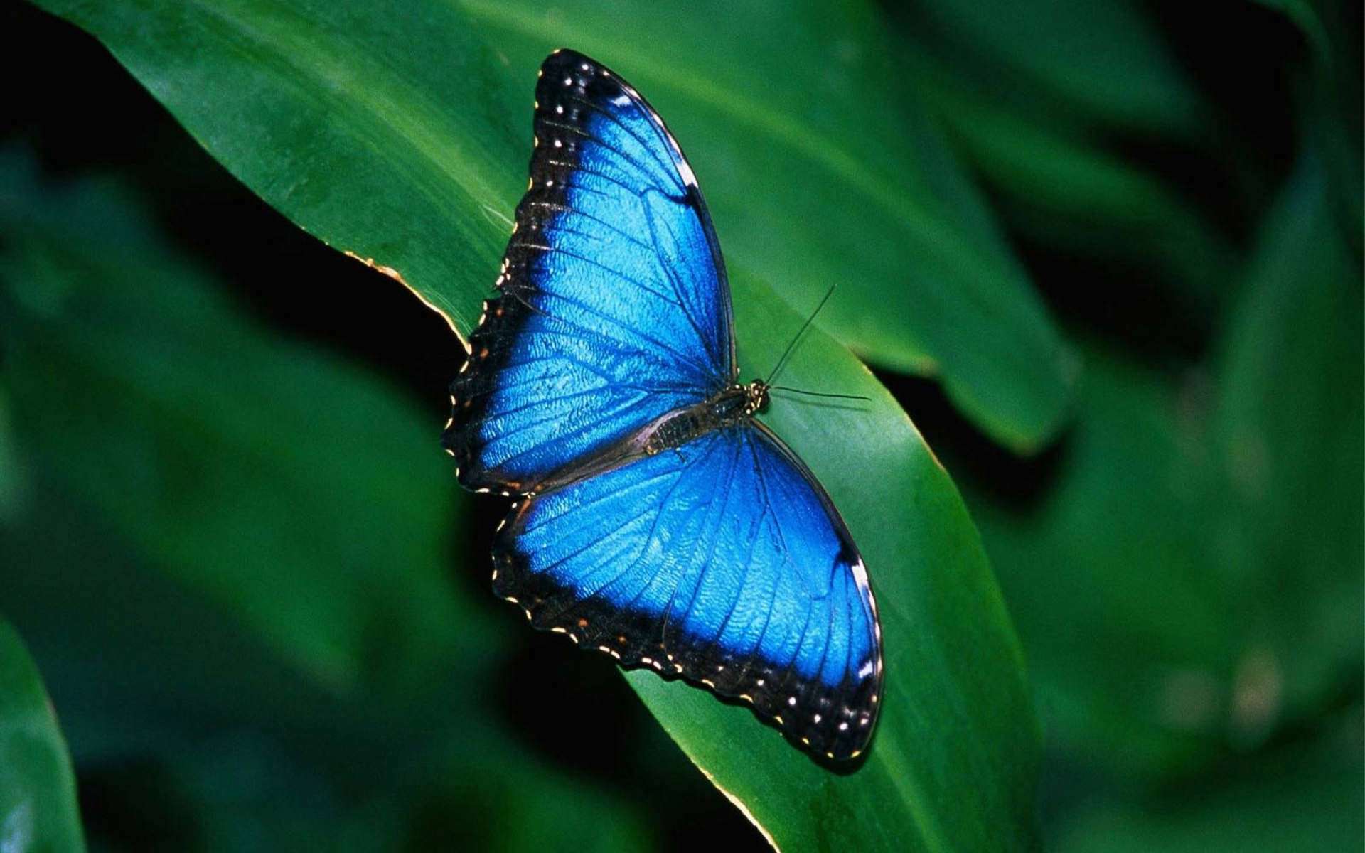 Farfalla blu su foglia, 1920x1200 Full HD+, PC Desktop