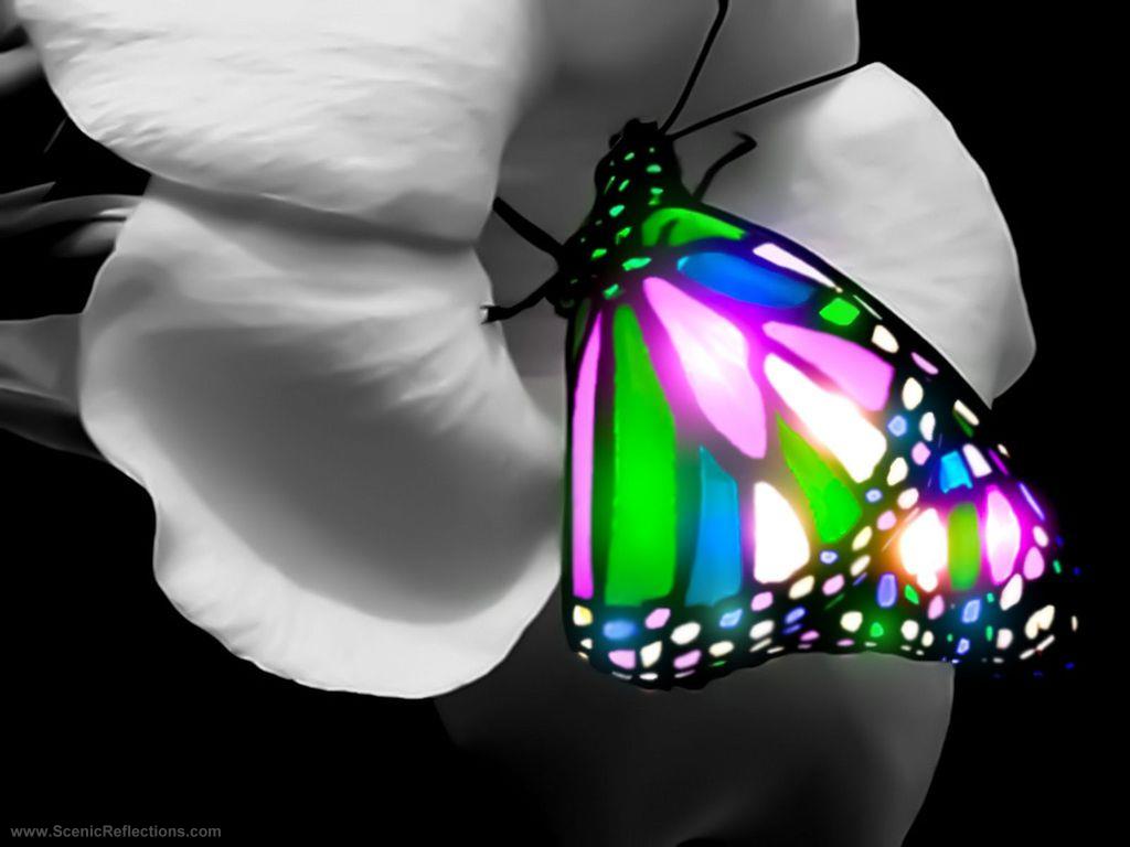 Farfalla vetro colorato su fiore, 1024x768 HD, PC