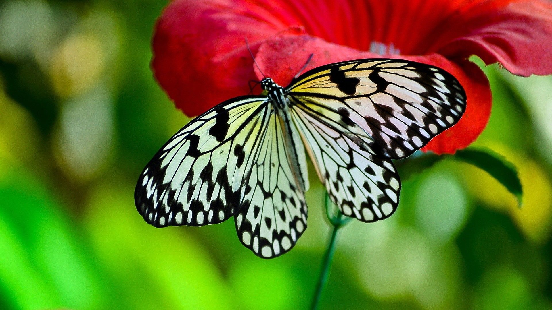 Farfalla bianca e nera su fiore rosso, 1920x1080 Full HD 1080p, Desktop