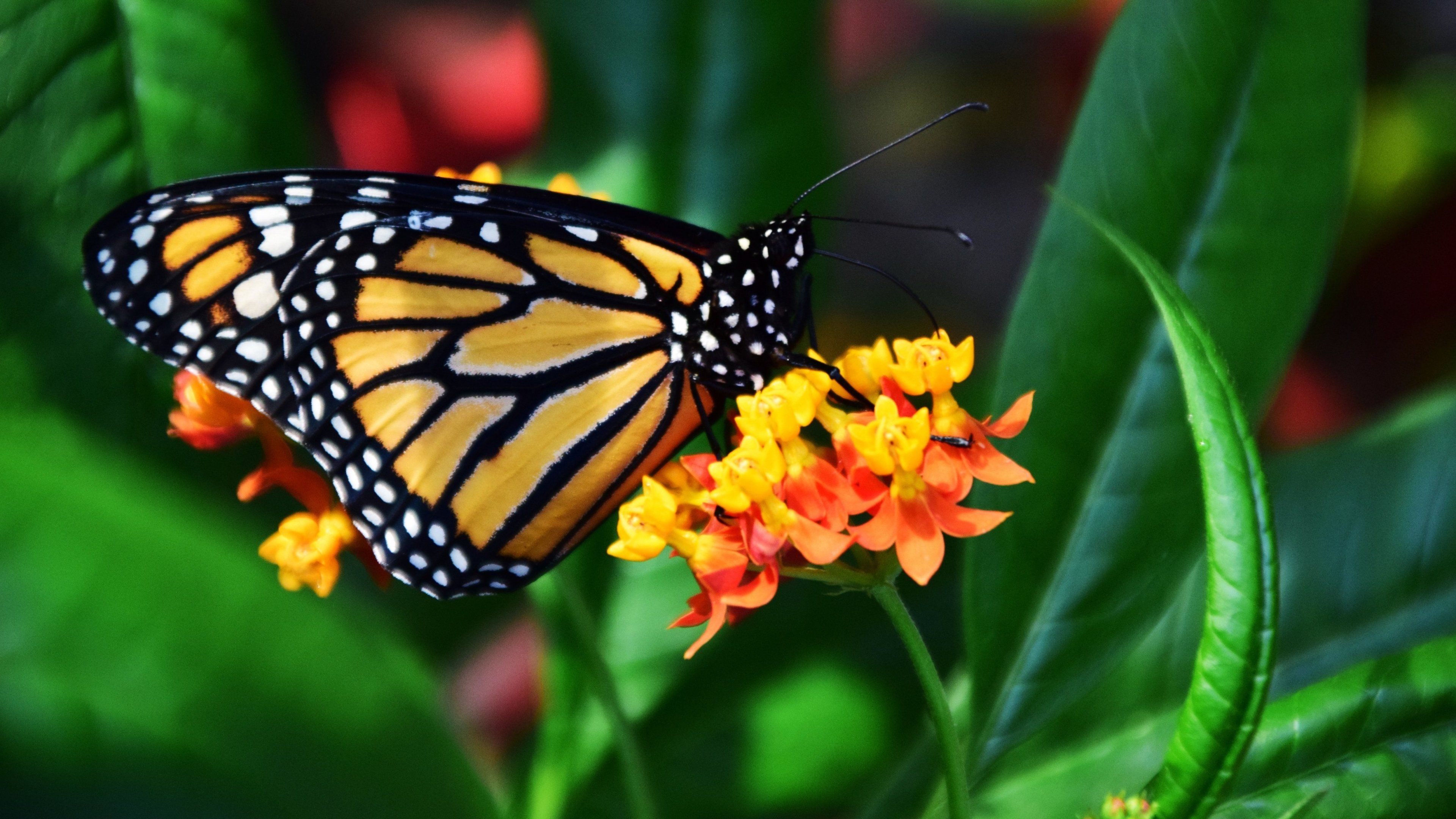 Farfalla monarca su fiori, 3840x2160 UHD, Monitor Gaming
