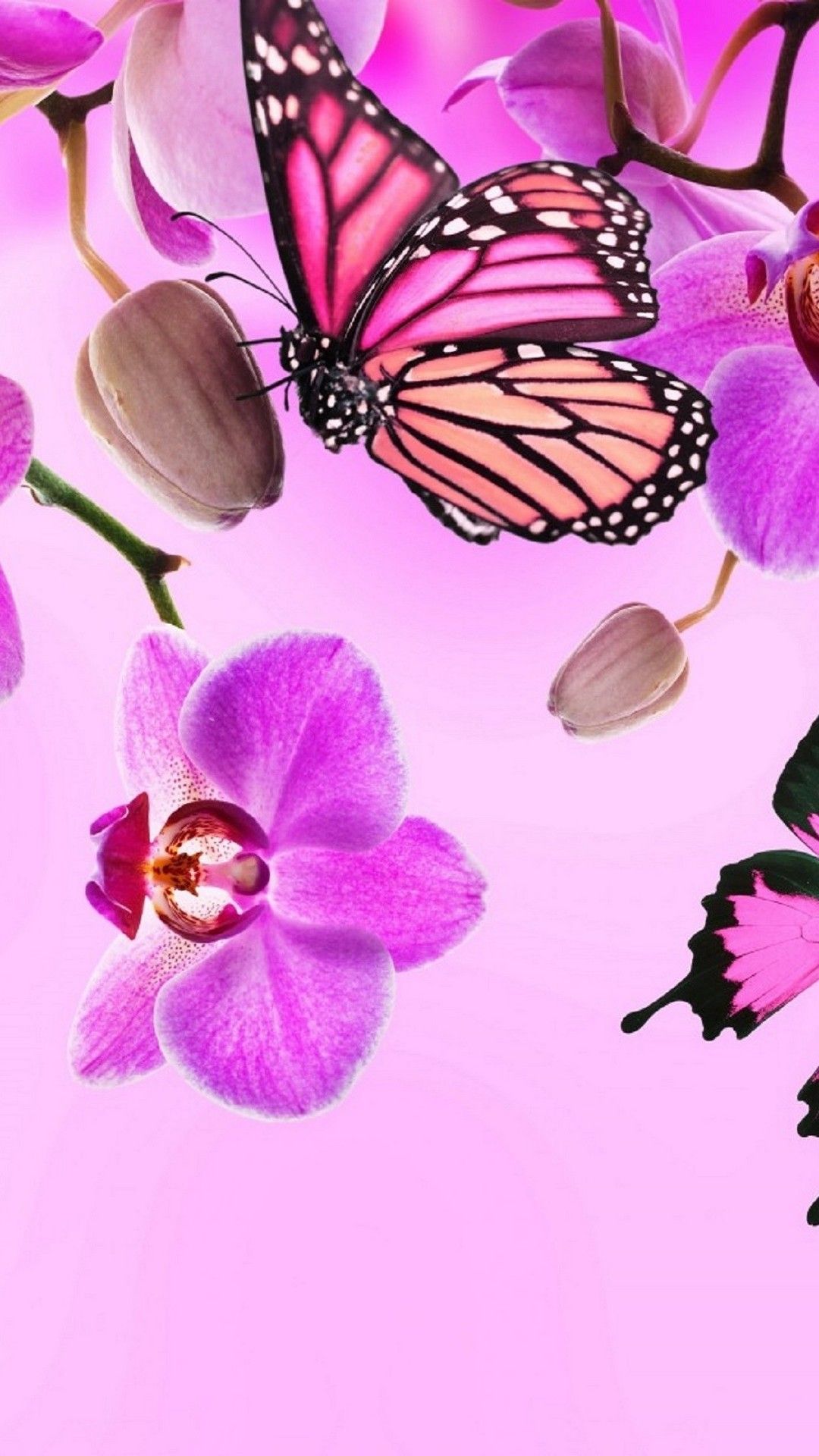 Farfalla rosa su orchidee, 1080x1920 Verticale, Mobile
