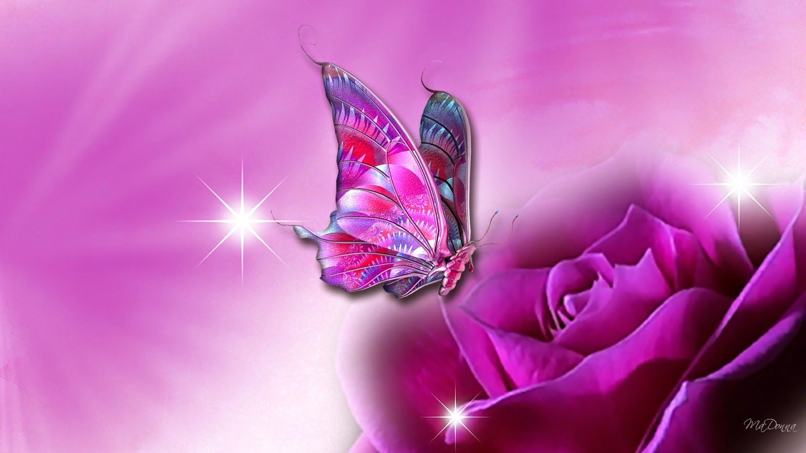 Farfalla rosa su rosa viola, 1600x900 HD Ready, PC
