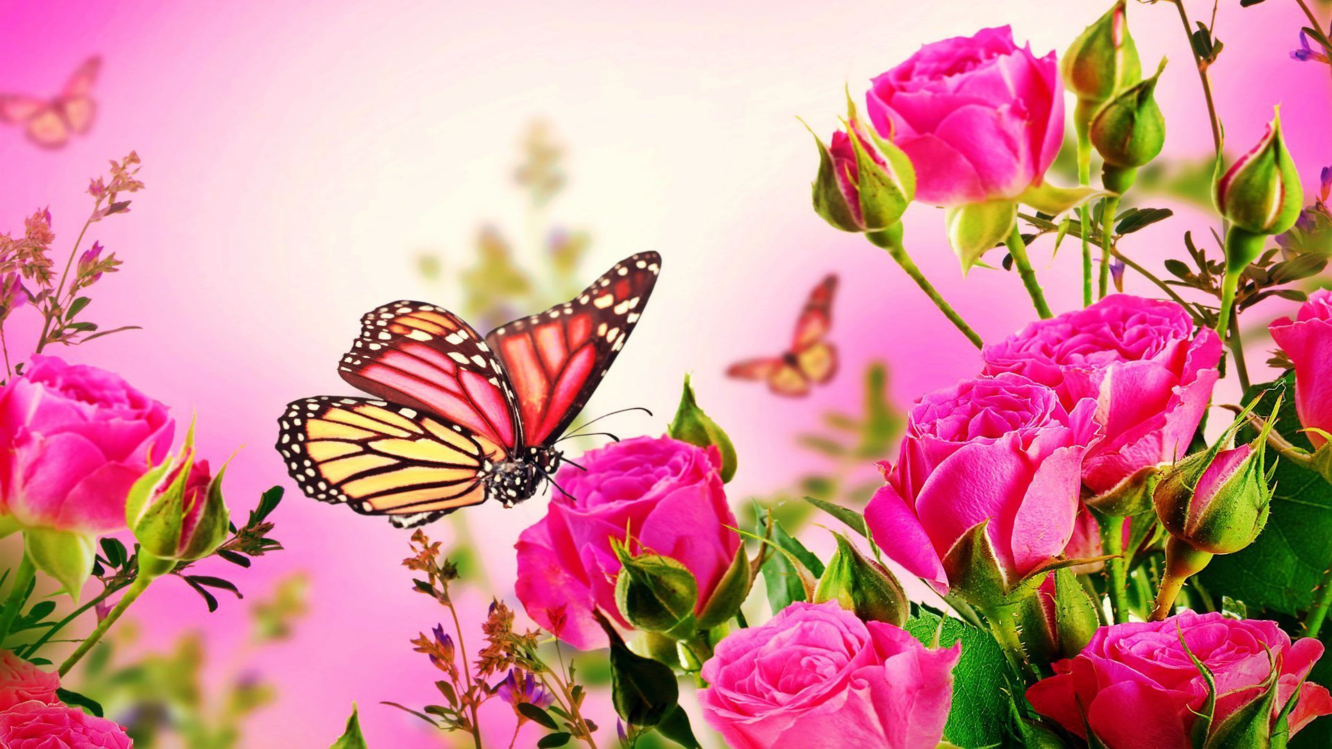 Farfalla monarca e rose rosa, 1920x1080 1080p, Laptop