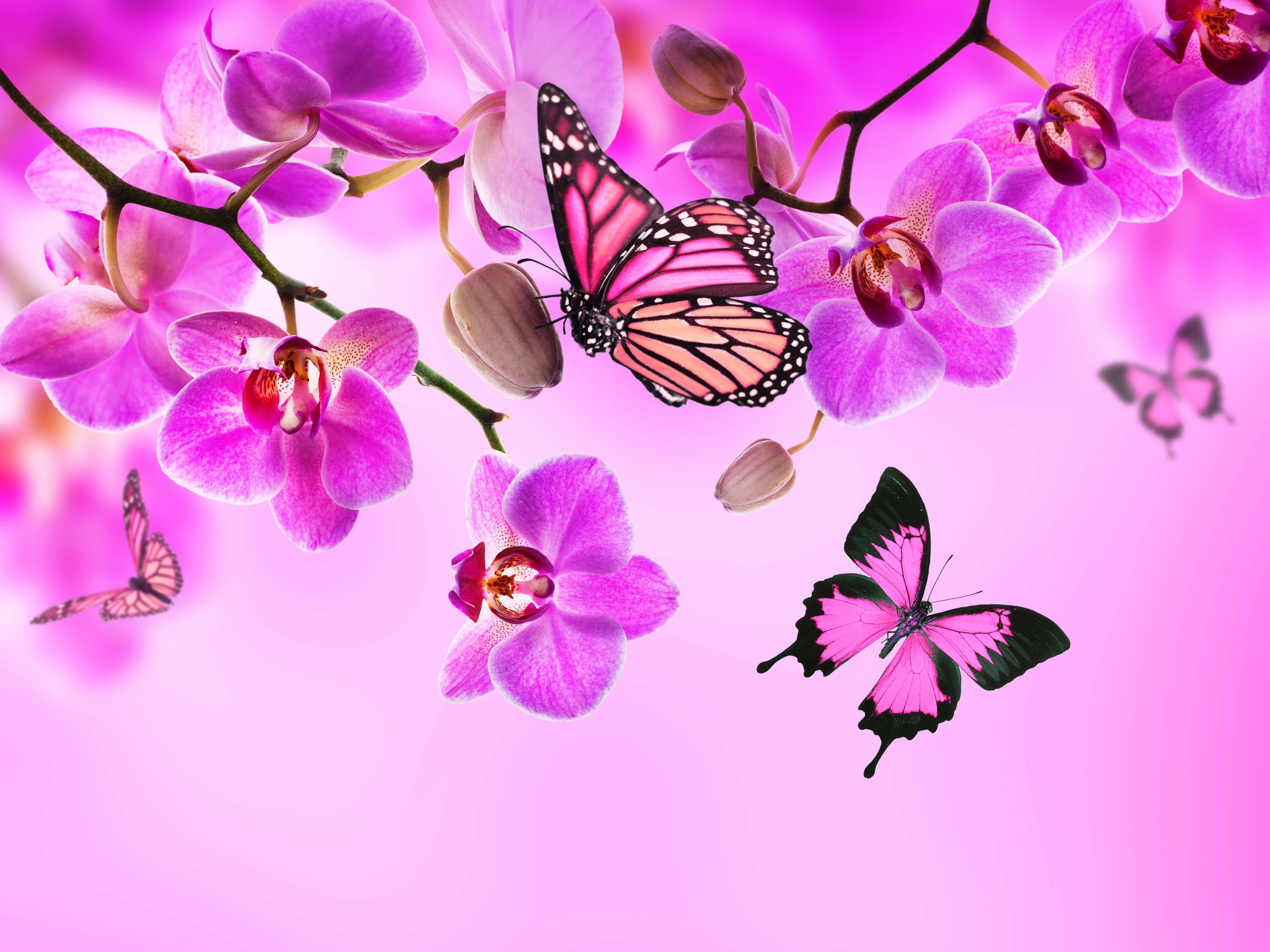 Farfalle rosa e orchidee, 5000x3750 UHD, PC 4K
