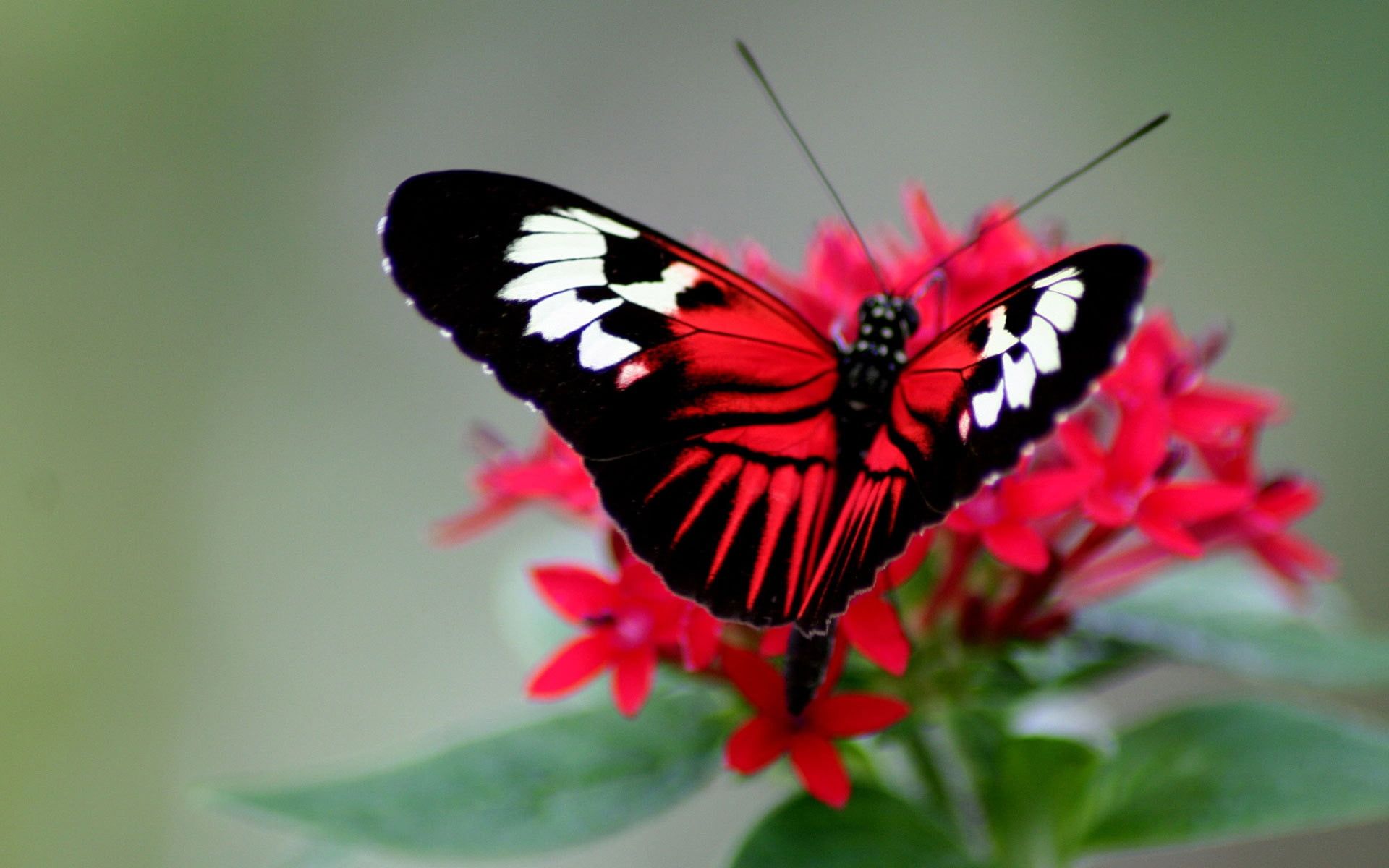 Farfalla rossa e nera su fiori, 1920x1200 Full HD+ WUXGA, Laptop