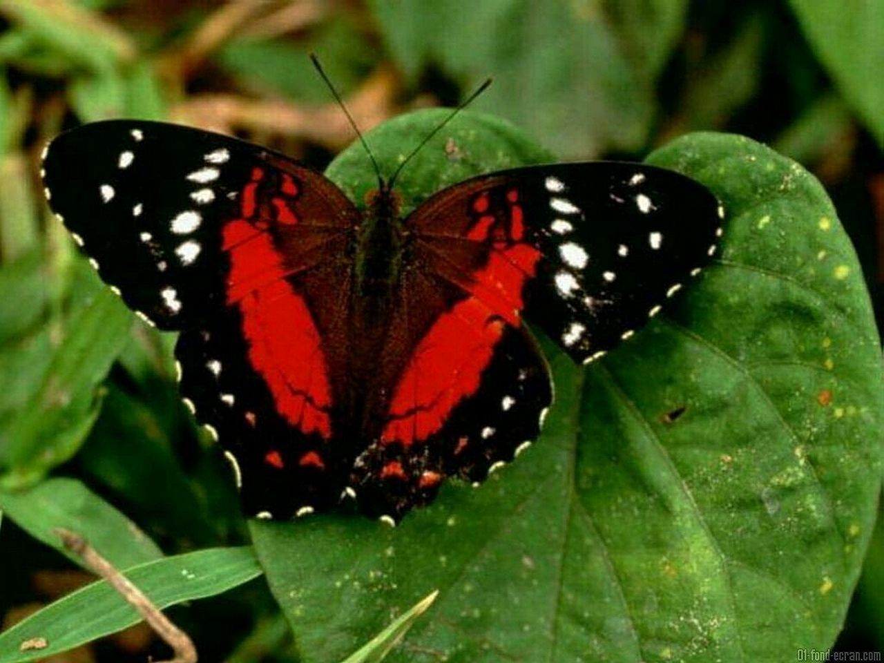 Farfalla rossa e nera, 1280x960 HD, HP Laptop