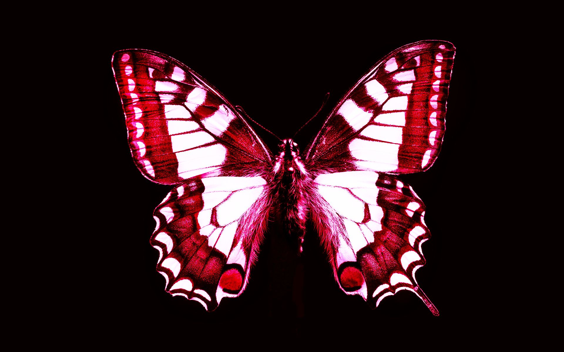 Farfalla rossa su nero, 1920x1200 WUXGA, Desktop