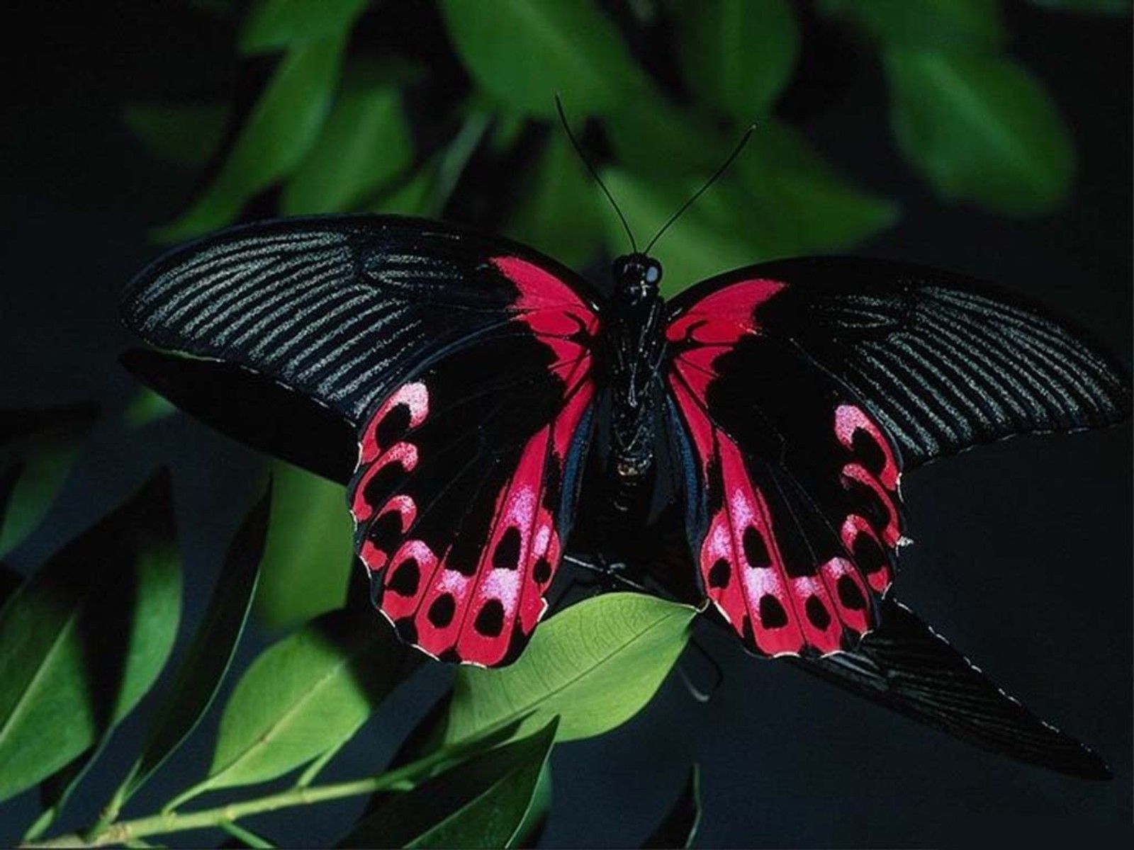 Farfalla rossa e nera, 1600x1200 HD Ready, PC