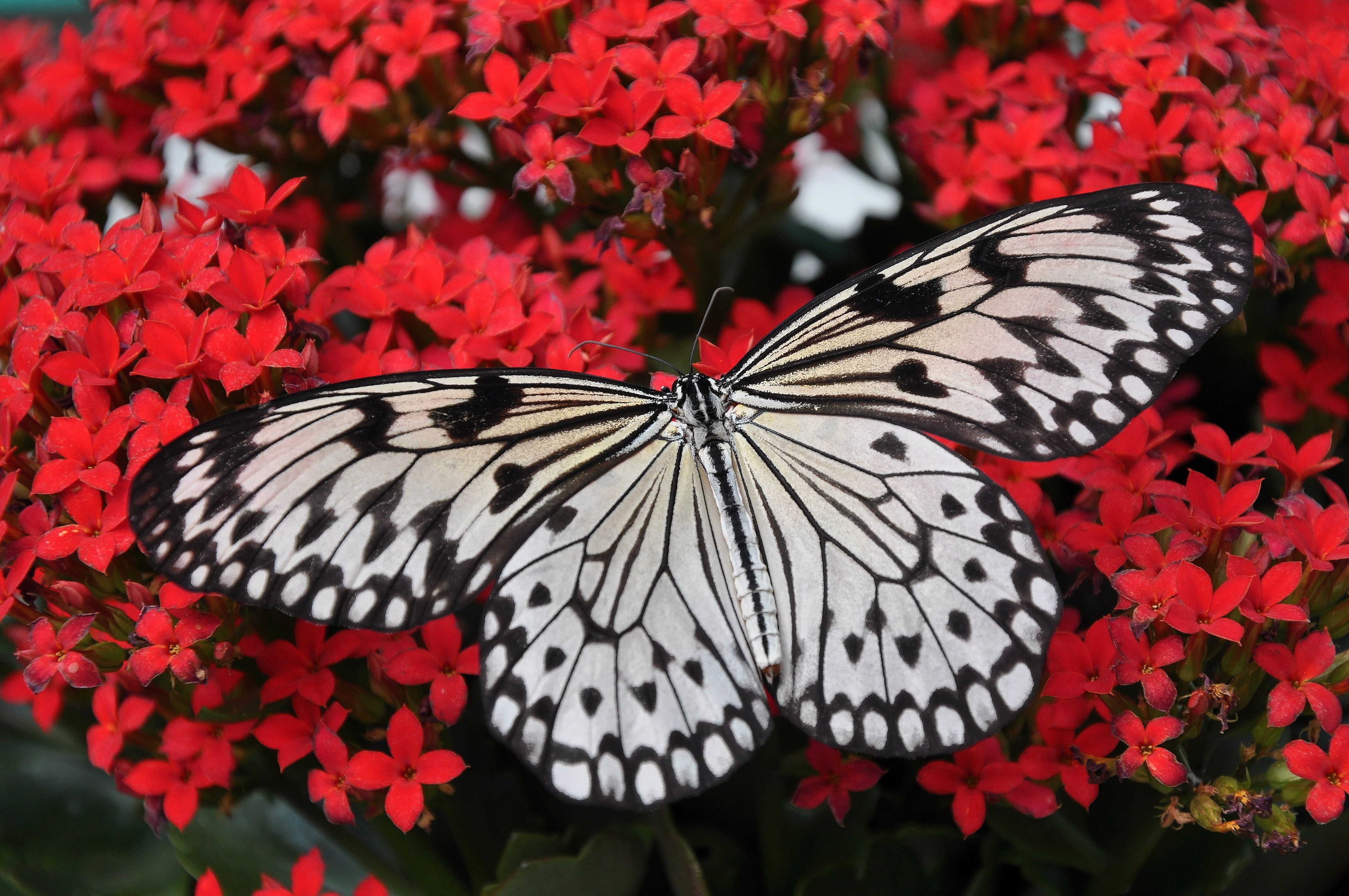 Farfalla bianca e nera su fiori rossi, 4288x2848 4K, Desktop 4K