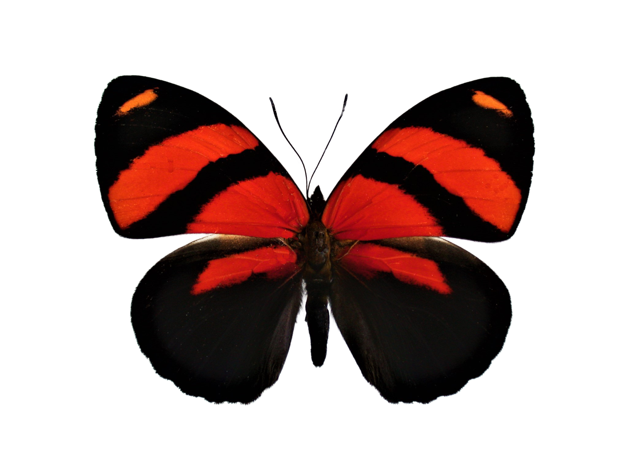 Farfalla rossa e nera, 2048x1536 2K, PC