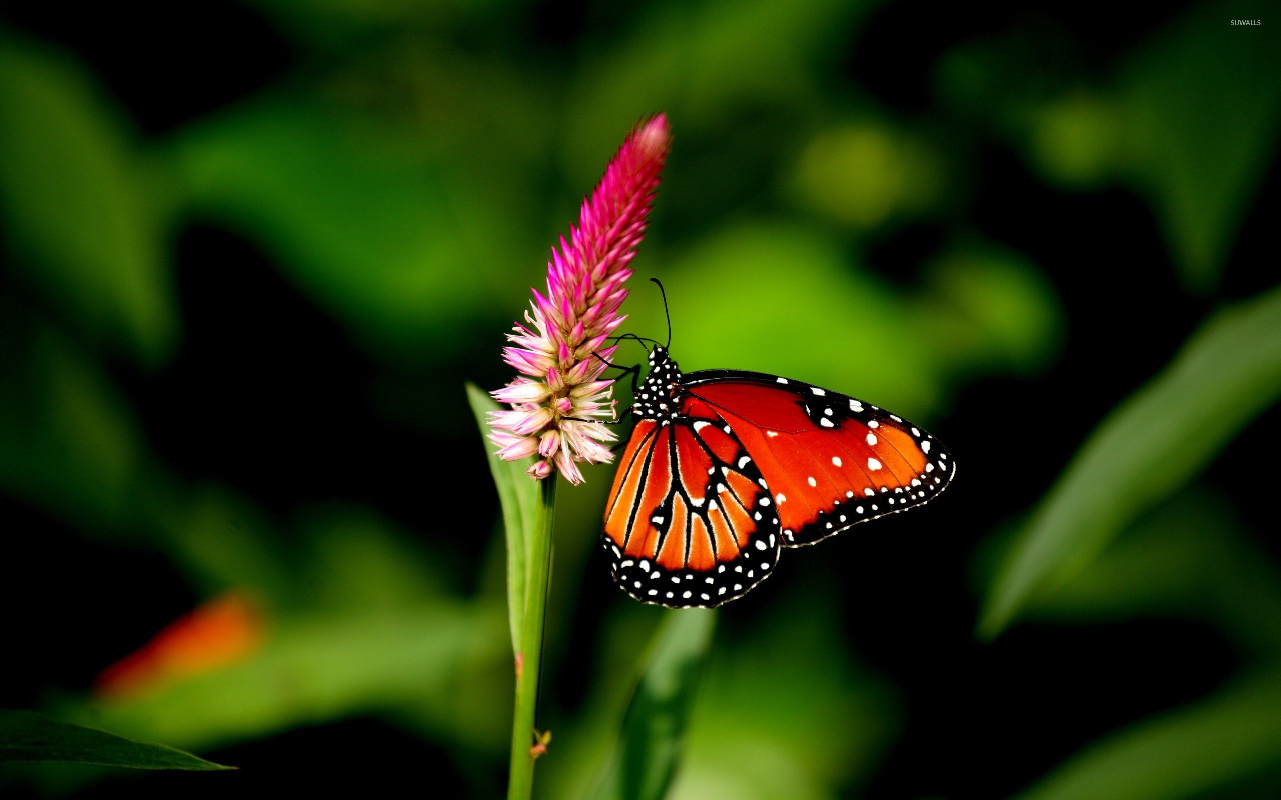 Farfalla arancione e nera su fiore, 2560x1600 2K+, Desktop