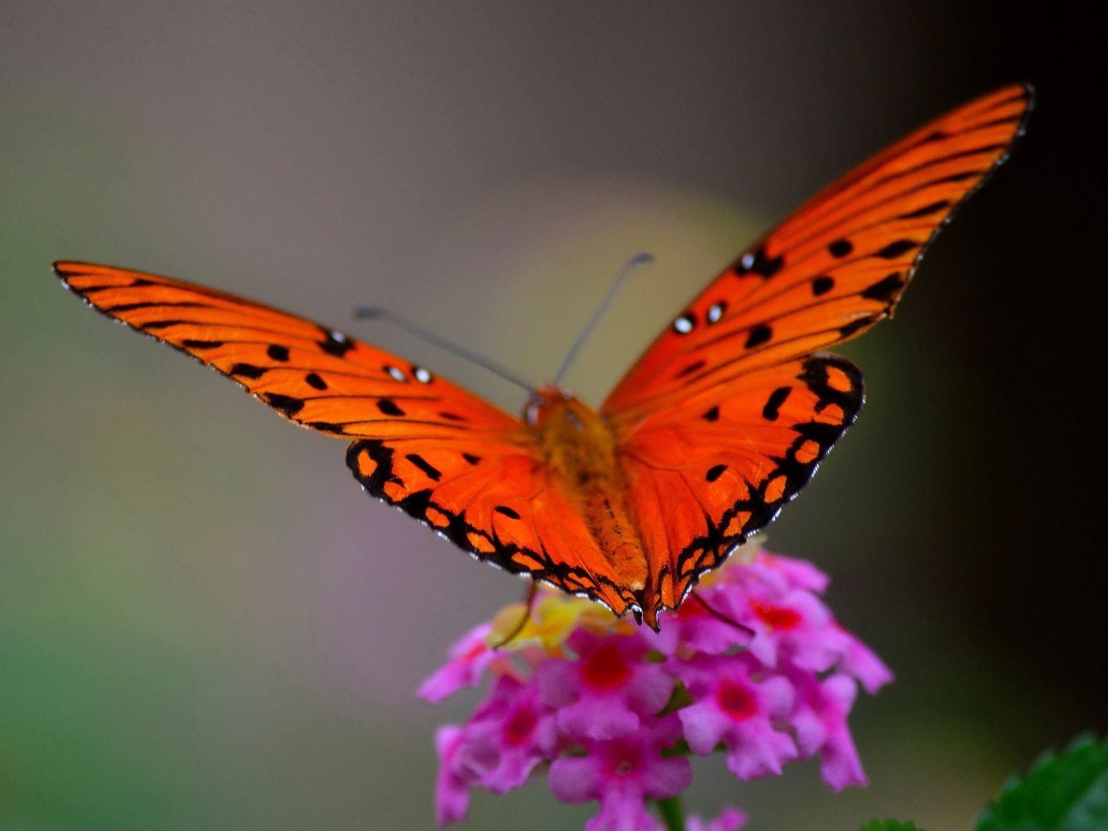 Farfalla arancione su fiori rosa, 1600x1200 HD Ready, Laptop