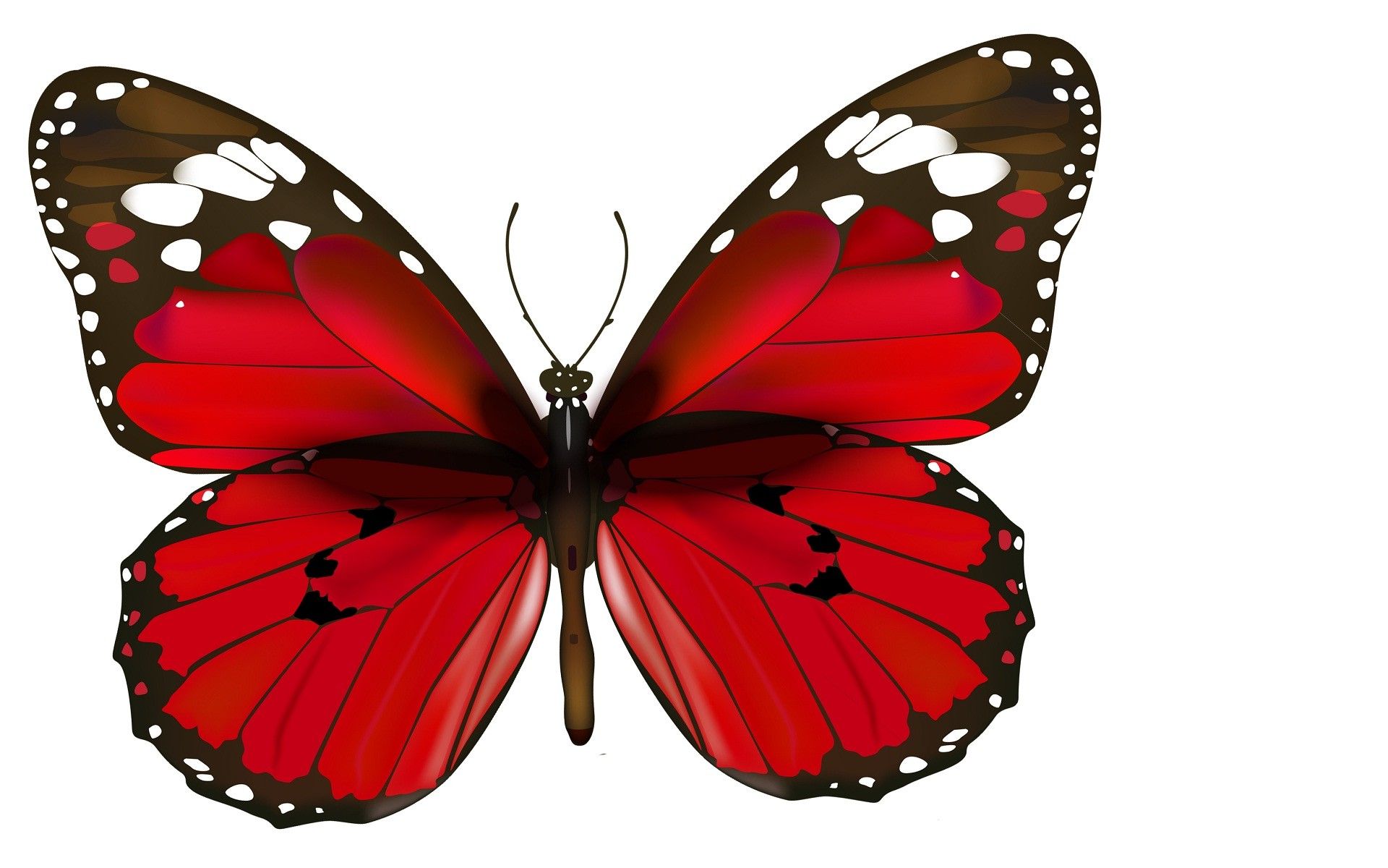 Farfalla rossa e nera, 1920x1200 Full HD+, Desktop