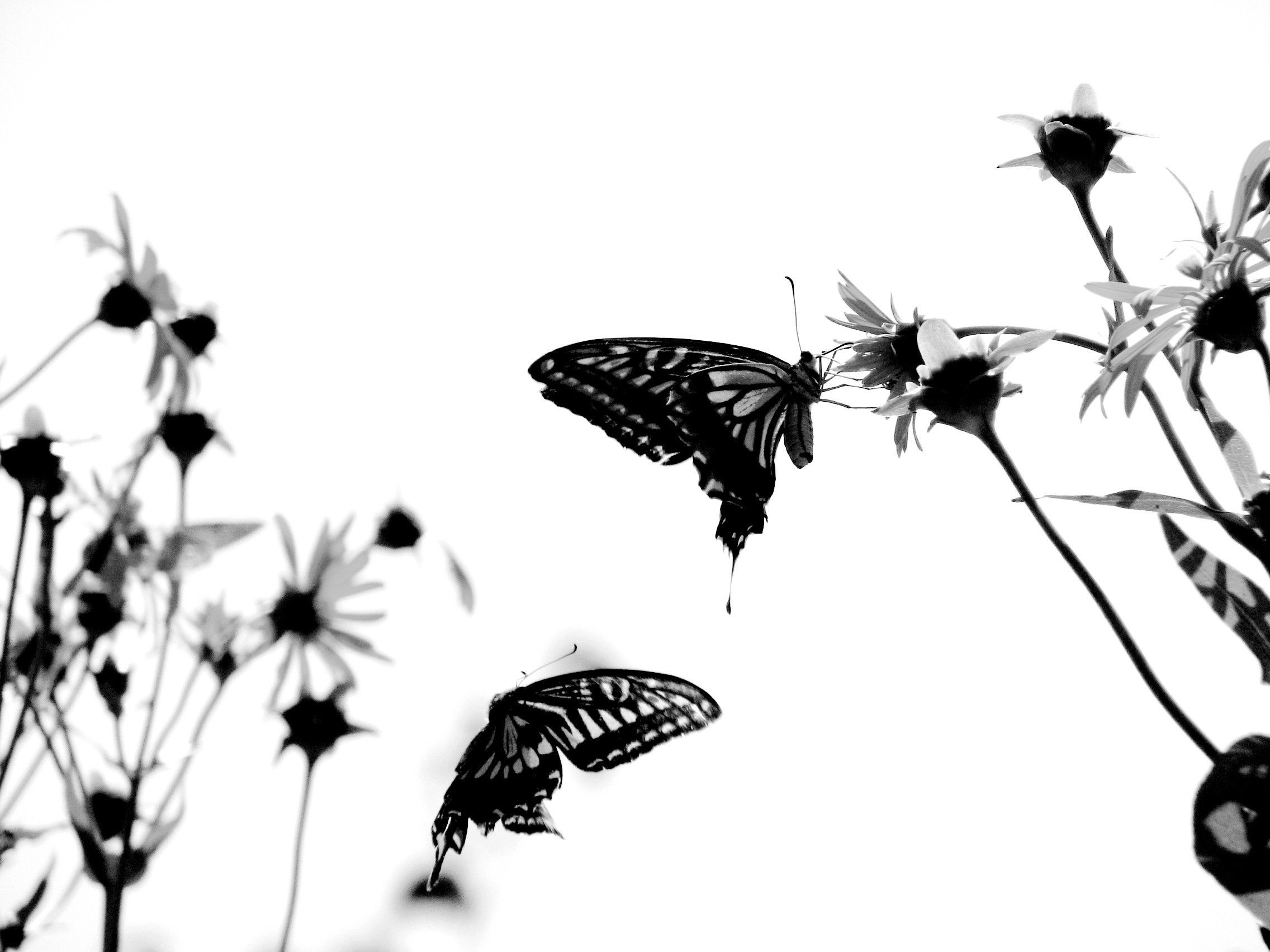Farfalle nere su fiori, 2272x1704 Hi-Res, iMac