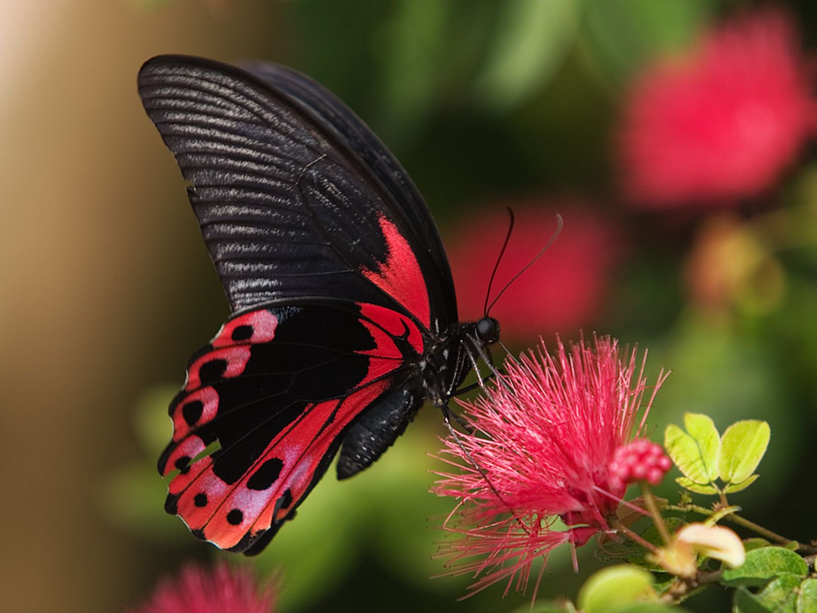 Farfalla rossa e nera su fiore, 1600x1200 HD, Laptop