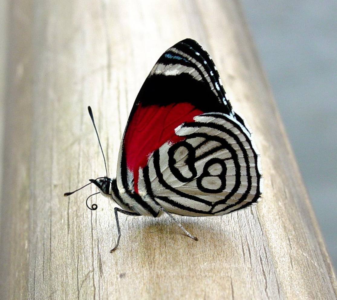 Farfalla rossa nera bianca, 1115x991 HD, Desktop